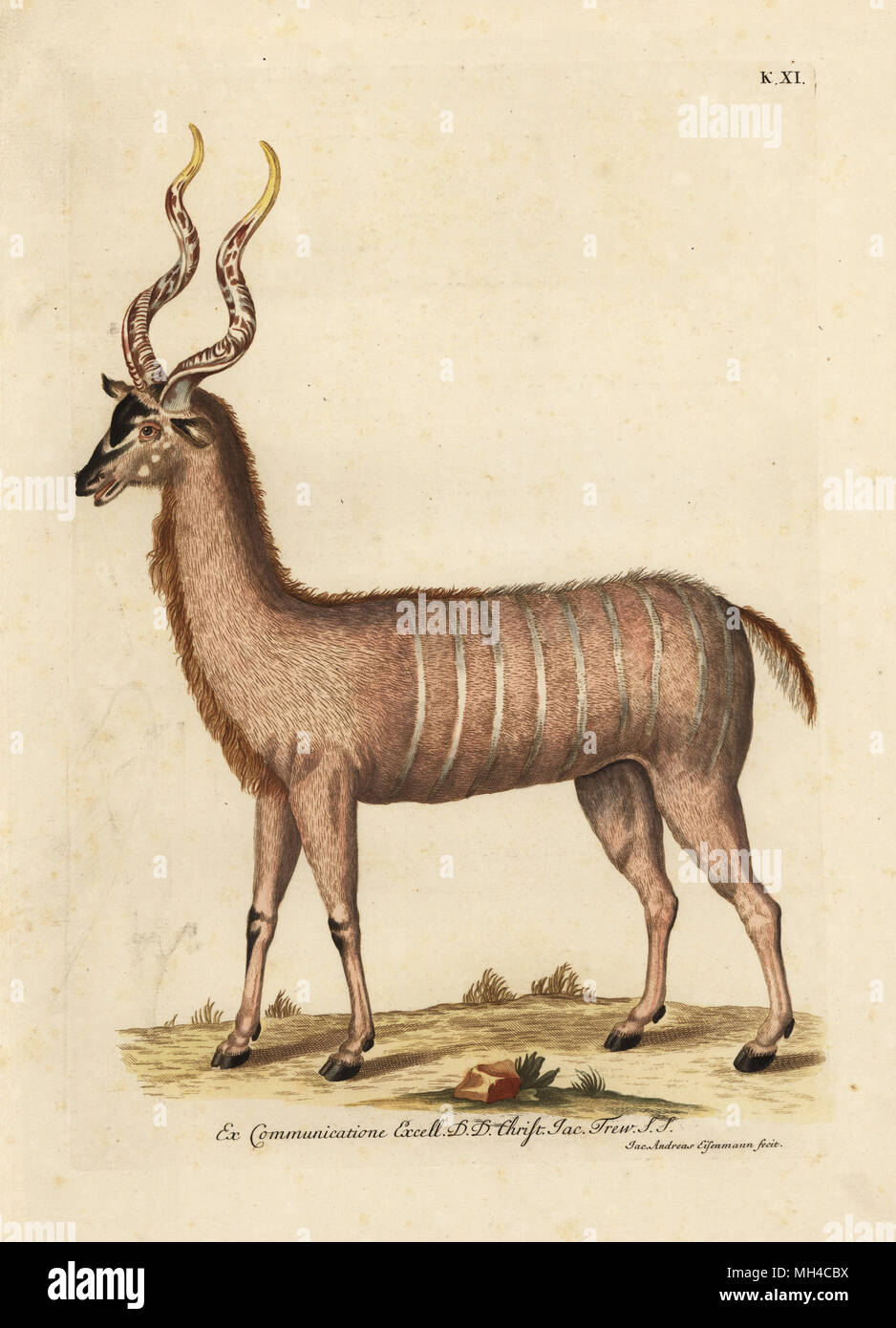 Greater kudu, Tragelaphus strepsiceros (Un coutou d'Afrique). Handcoloured copperplate engraving by Jakob-Andreas Eisemann from Georg Wolfgang Knorr's Deliciae Naturae Selectae of Kabinet van Zeldzaamheden der Natuur, Blusse and Son, Nuremberg, 1771. Specimens from a Wunderkammer or Cabinet of Curiosities owned by Dr. Christoph Jacob Trew in Nuremberg. Stock Photo