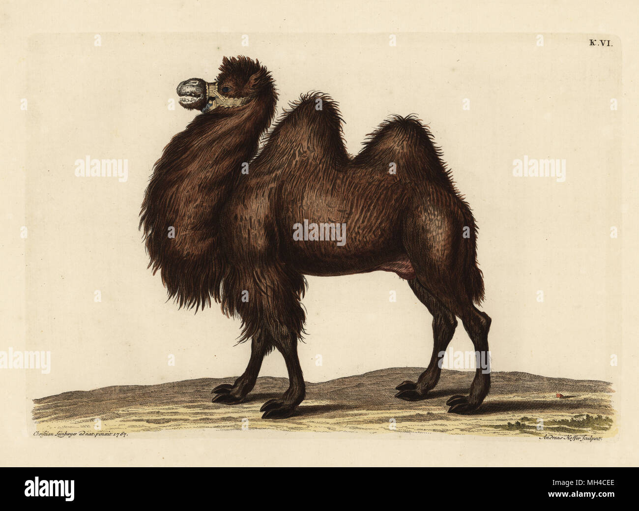 Dromadaire High Resolution Stock Photography And Images Alamy