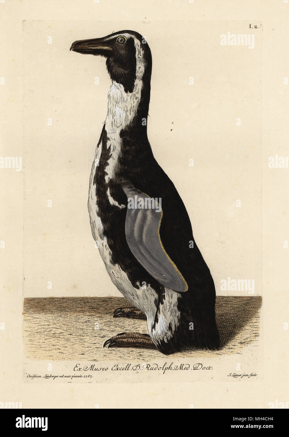 African penguin, Spheniscus demersus (Pinguin de Bengale, Diomedea demersa). Handcoloured copperplate engraving by S. Leitner jun. after an illustration from nature by Christian Leinberger from Georg Wolfgang Knorr's Deliciae Naturae Selectae of Kabinet van Zeldzaamheden der Natuur, Blusse and Son, Nuremberg, 1771. Specimen from a Wunderkammer or Cabinet of Curiosities owned by D. Rudolph. Stock Photo