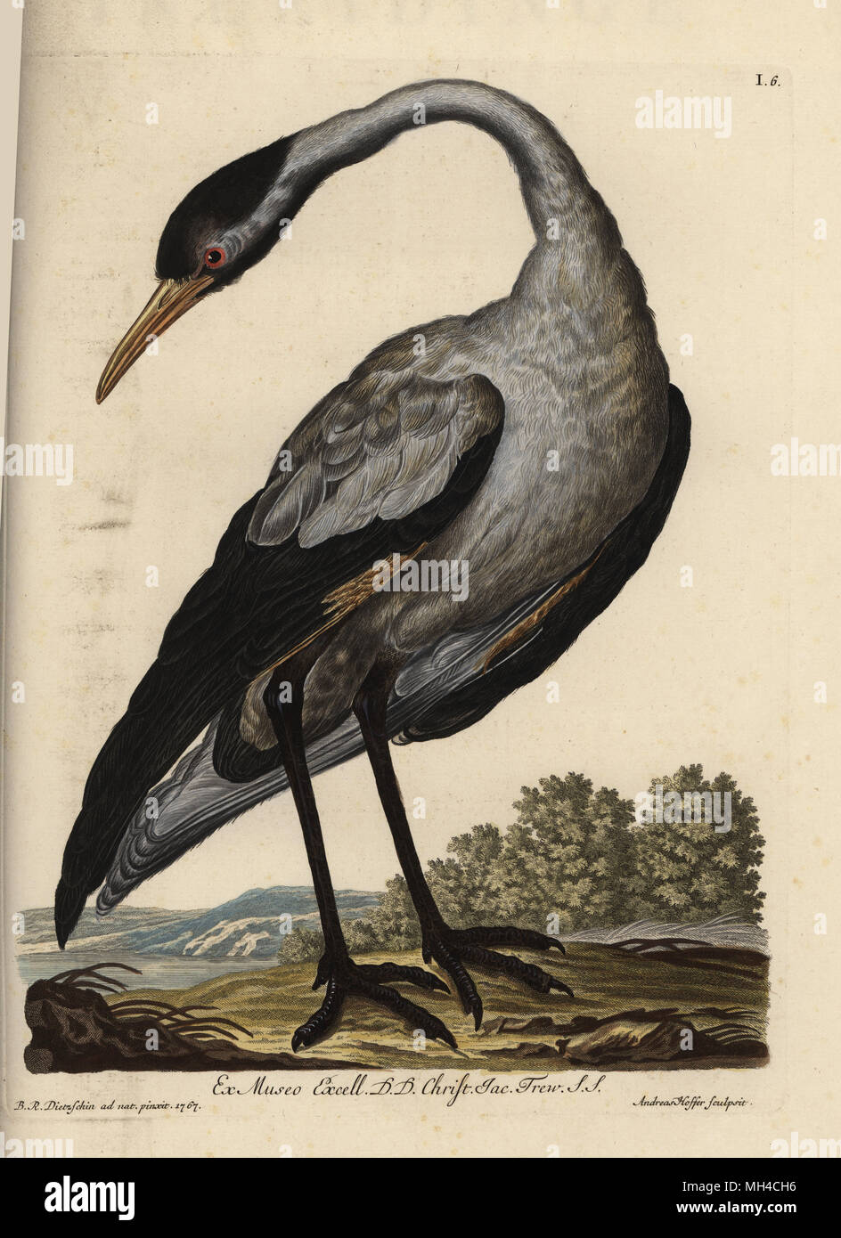 Common crane, Grus grus (Grus nostra). Handcoloured copperplate engraving by Andreas Hoffer after an illustration by Barbara Regina Dietzsch from Georg Wolfgang Knorr's Deliciae Naturae Selectae of Kabinet van Zeldzaamheden der Natuur, Blusse and Son, Nuremberg, 1771. Specimens from a Wunderkammer or Cabinet of Curiosities owned by Dr. Christoph Jacob Trew in Nuremberg. Stock Photo