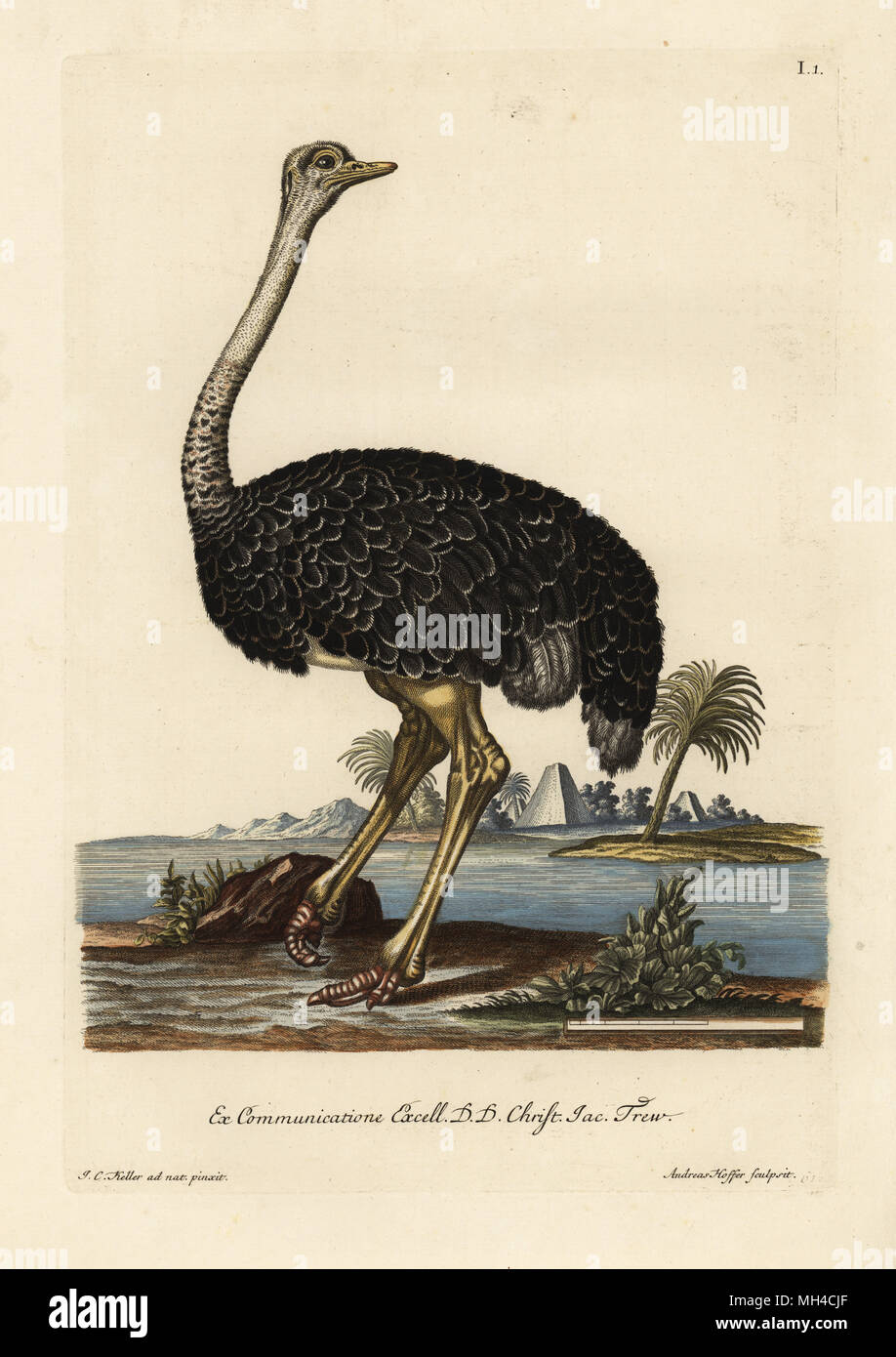 Ostrich, Struthio camelus. Handcoloured copperplate engraving by Andreas Hoffer after an illustration by Johann Christoph Keller from Georg Wolfgang Knorr's Deliciae Naturae Selectae of Kabinet van Zeldzaamheden der Natuur, Blusse and Son, Nuremberg, 1771. Specimens from a Wunderkammer or Cabinet of Curiosities owned by Dr. Christoph Jacob Trew in Nuremberg. Stock Photo