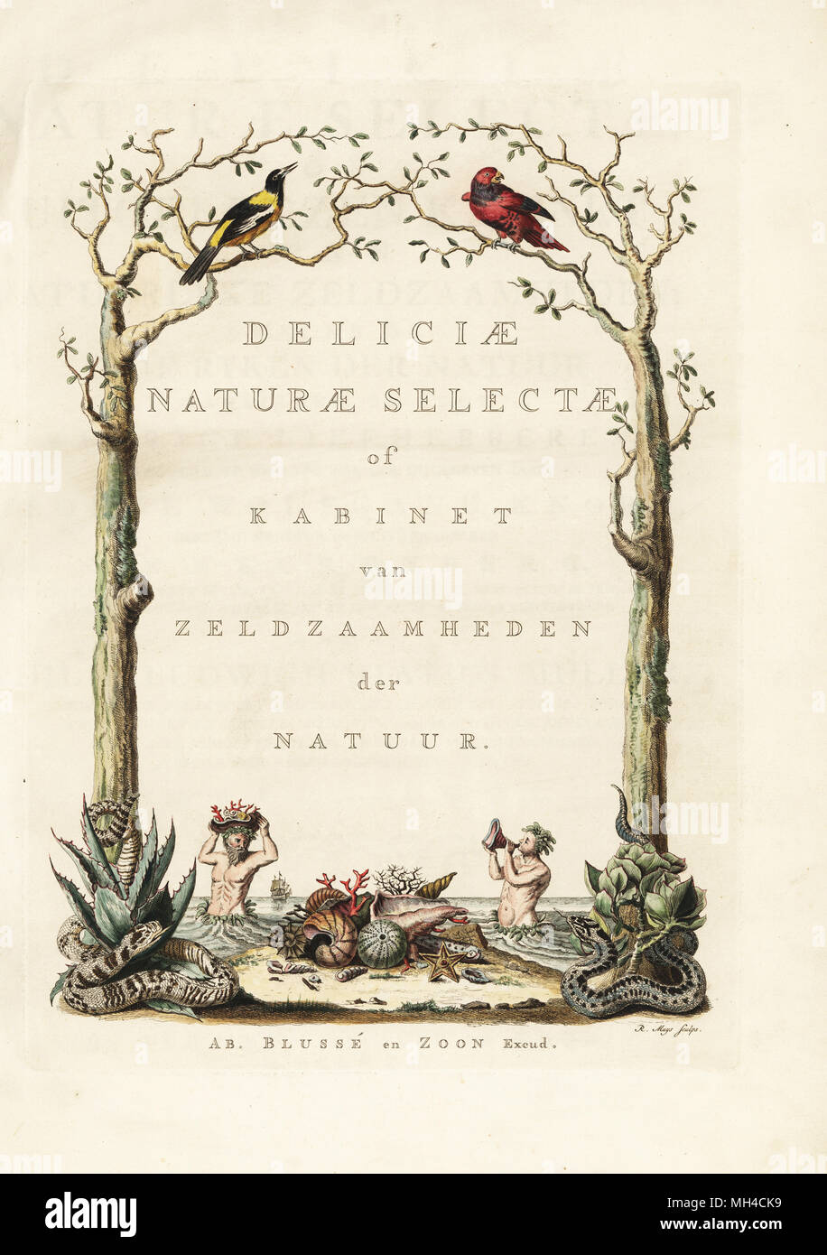 Title page with vignette of Tritons with corals, shells and sea urchins in a border of reptiles and birds. Handcoloured copperplate engraving by Robert Muys from Georg Wolfgang Knorr's Deliciae Naturae Selectae of Kabinet van Zeldzaamheden der Natuur, Blusse and Son, Nuremberg, 1771. Specimens from a Wunderkammer or Cabinet of Curiosities owned by Dr. Christoph Jacob Trew in Nuremberg. Stock Photo