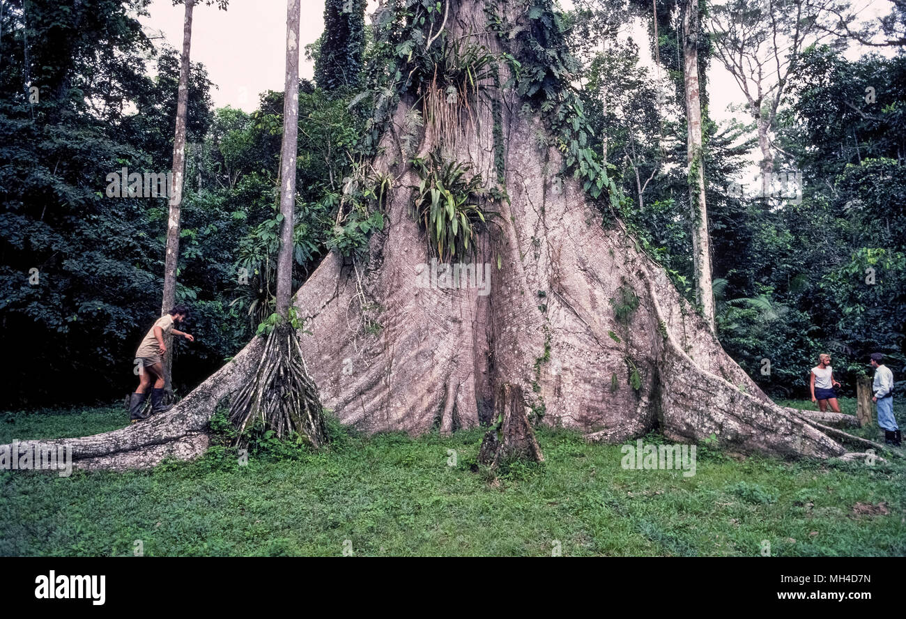 The massive trunk of a kapok tree (Ceiba pentandra) dwarfs three visitors  to the Amazon jungle in Ecuador in South America. The remarkable kapok tree  can grow more than 200 feet (61