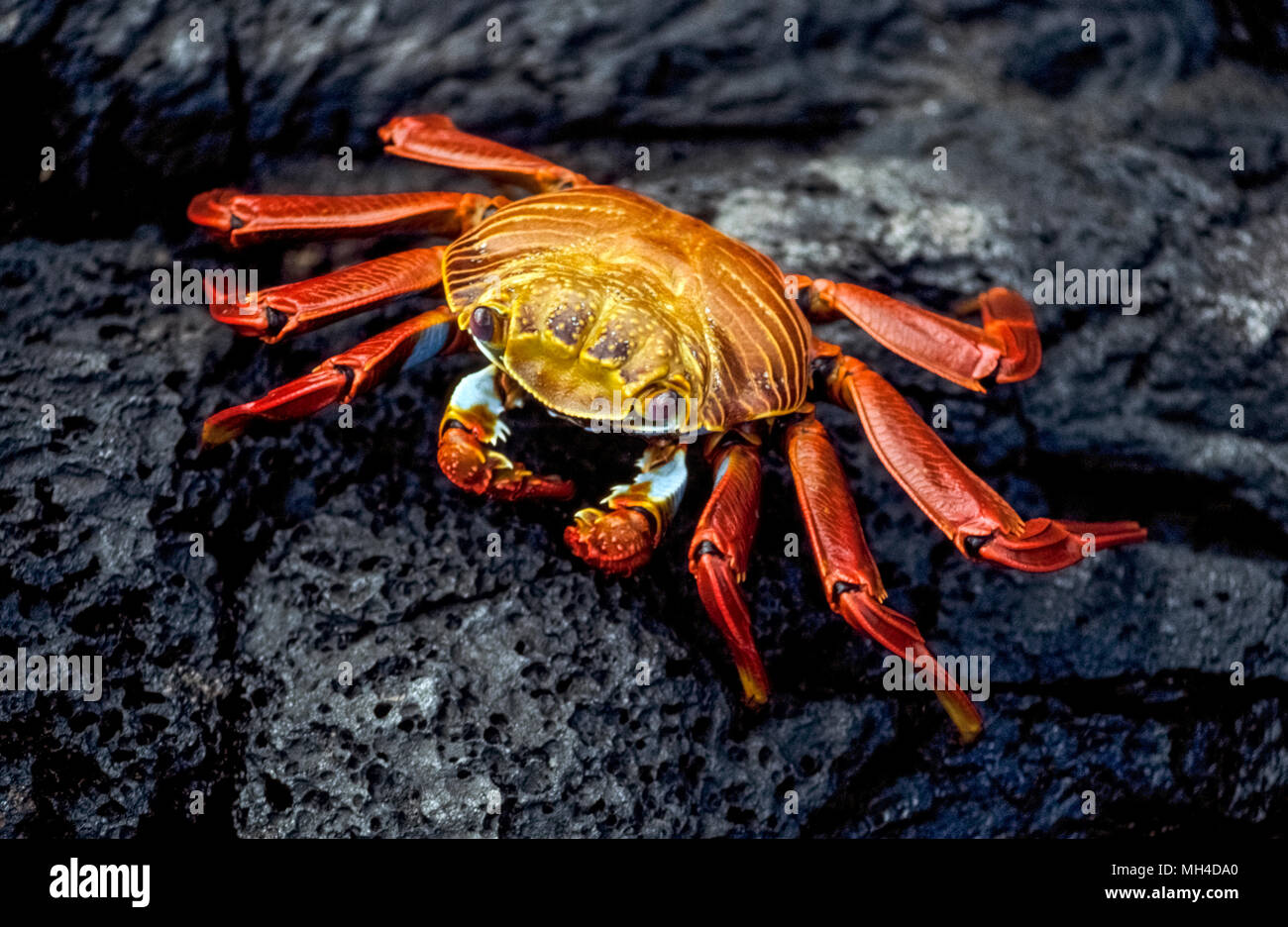 A brightlycolored Sally Lightfoot crab (Grapsus grapsus) skitters