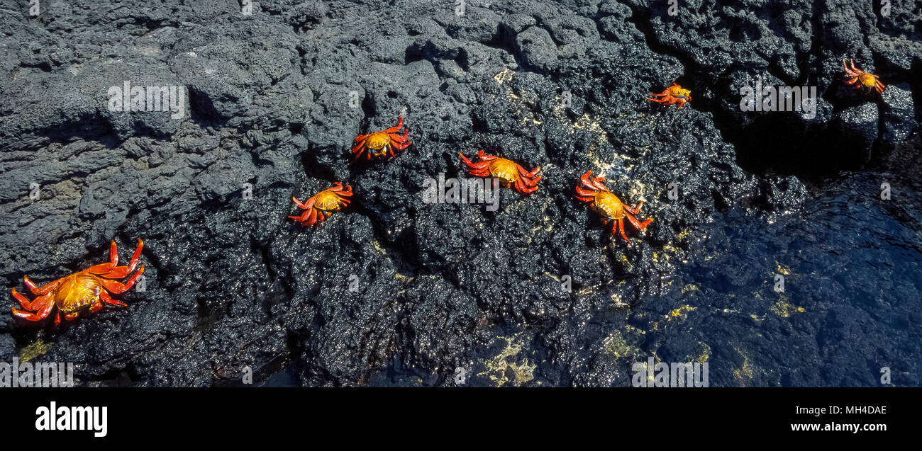 Brightly-colored Sally Lightfoot crabs (Grapsus grapsus) skitter across the black lava rock on James Island in the Galapagos Islands (Archipiélago de Colón), a province of Ecuador in the Pacific Ocean off the west coast of South America. This coastal crustacean is among the many species of wildlife that have been given protection since 1959 with the establishment of the Galapagos National Park and the Charles Darwin Foundation. Darwin is the English naturalist who made the Galapagos famous after he formulated his theory of evolution based on his visit to its 20 volcanic islands in 1835. Stock Photo