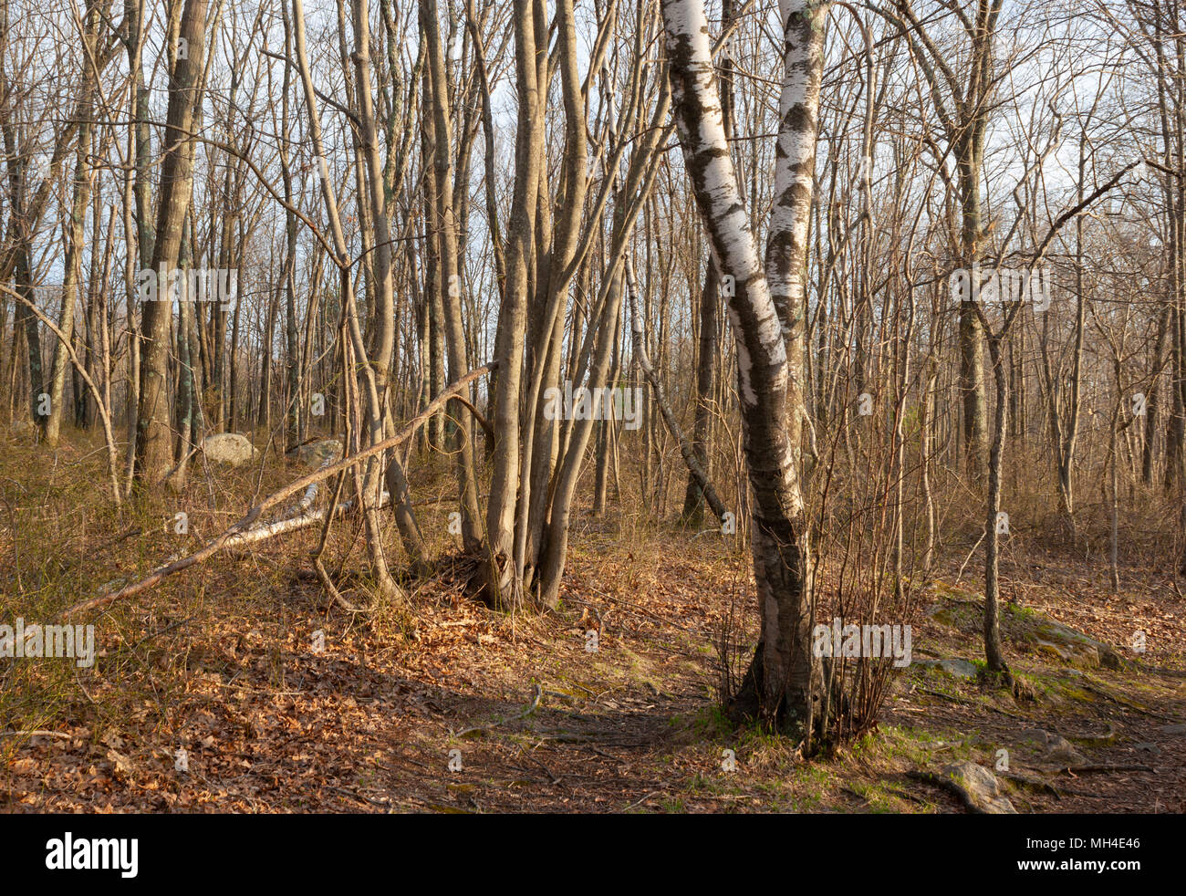 Bare backcountry forest in early spring. Pond Meadow Park, Braintree, MA  Stock Photo - Alamy