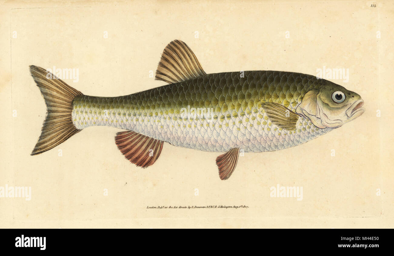 Ide, Leuciscus idus (Chub, Cyprinus jeses). Handcoloured copperplate drawn and engraved by Edward Donovan from his Natural History of British Fishes, Donovan and F.C. and J. Rivington, London, 1802-1808. Stock Photo