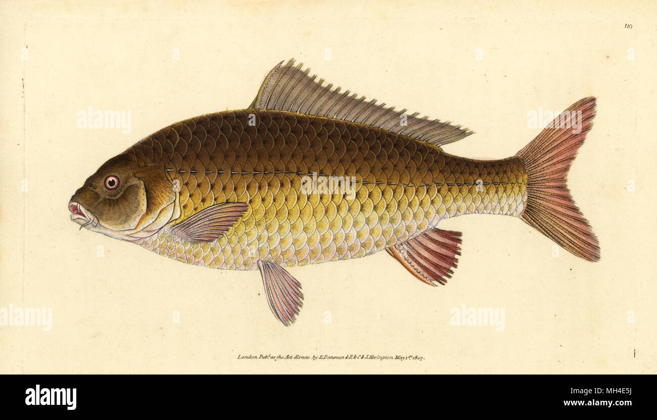 Wild common carp, Cyprinus carpio. Vulnerable. Handcoloured copperplate drawn and engraved by Edward Donovan from his Natural History of British Fishes, Donovan and F.C. and J. Rivington, London, 1802-1808. Stock Photo
