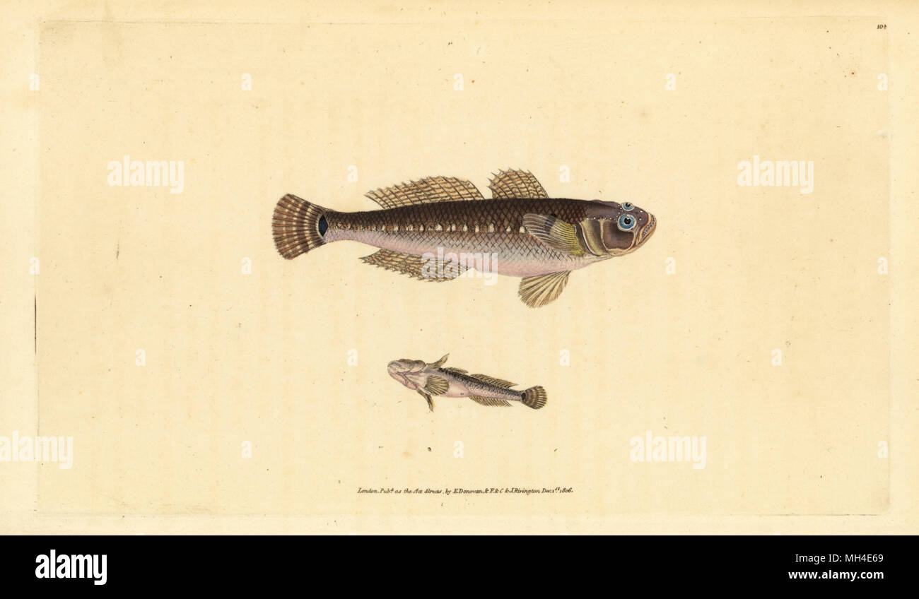 Black goby, Gobius niger. Handcoloured copperplate drawn and engraved by Edward Donovan from his Natural History of British Fishes, Donovan and F.C. and J. Rivington, London, 1802-1808. Stock Photo
