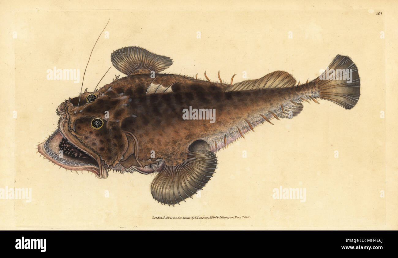 Deep sea angler fish hi-res stock photography and images - Page 3 - Alamy