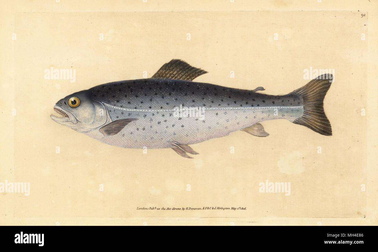 Brown trout, Salmo trutta (Sewen, Salmo cambricus). Handcoloured