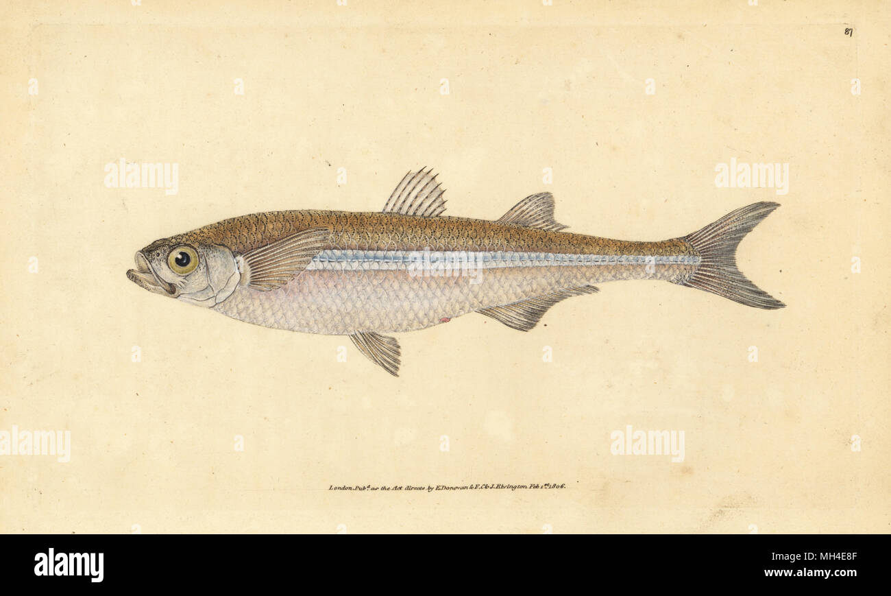 Mediterranean sand smelt or European atherine, Atherina hepsetus. Handcoloured copperplate drawn and engraved by Edward Donovan from his Natural History of British Fishes, Donovan and F.C. and J. Rivington, London, 1802-1808. Stock Photo