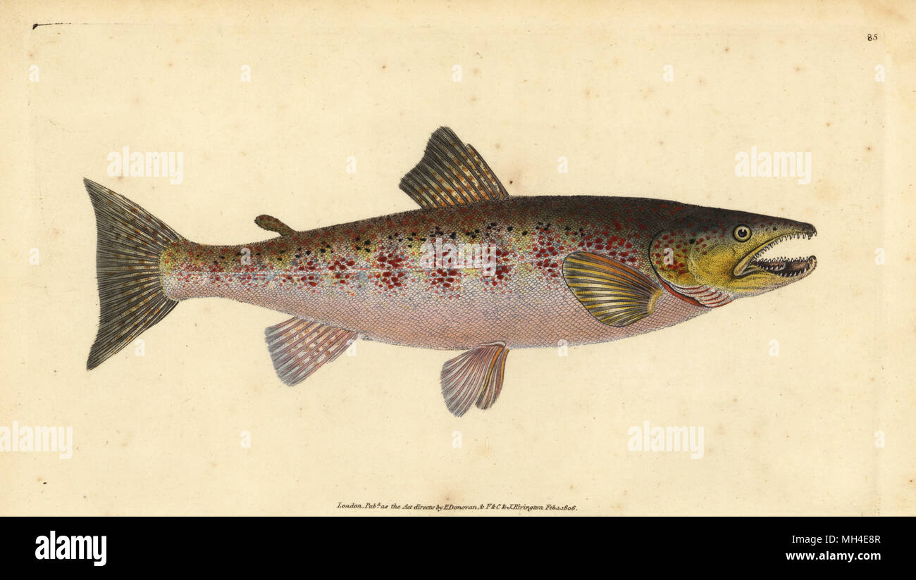 Fario trout hi-res stock photography and images - Alamy