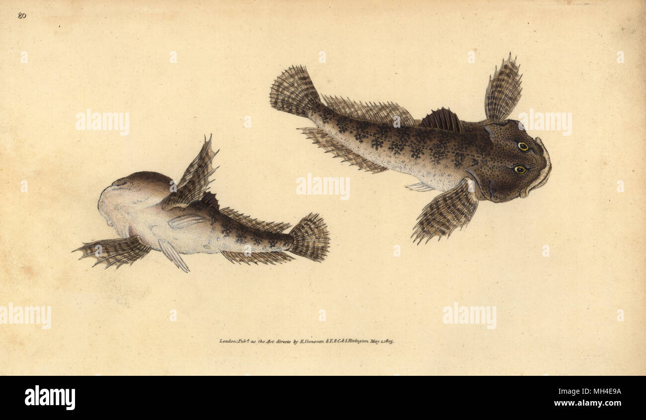 Bullhead, Cottus gobio (River bull-head). Handcoloured copperplate drawn and engraved by Edward Donovan from his Natural History of British Fishes, Donovan and F.C. and J. Rivington, London, 1802-1808. Stock Photo