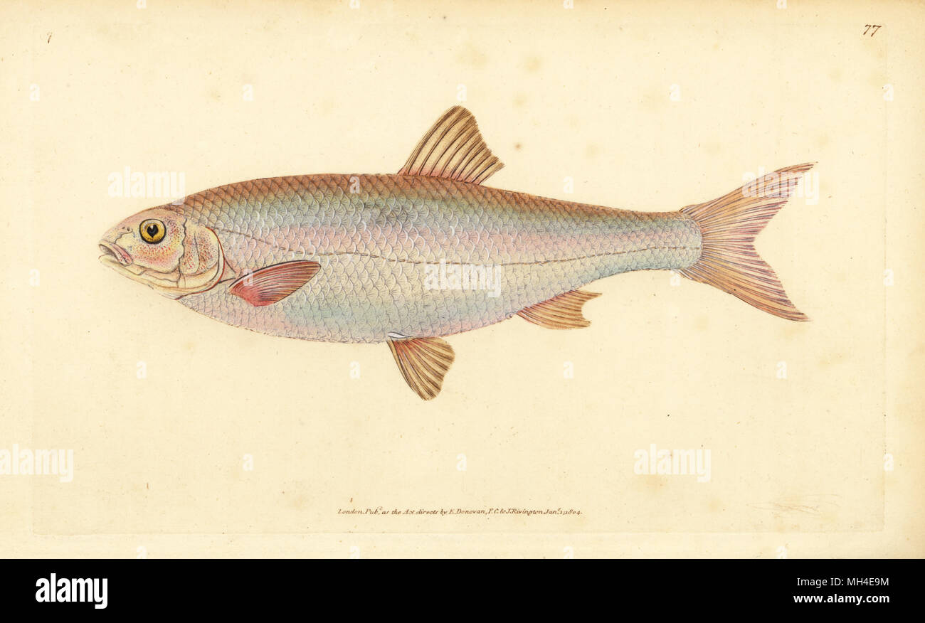 Dace, Leuciscus leuciscus (Cyprinus leuciscus). Handcoloured copperplate drawn and engraved by Edward Donovan from his Natural History of British Fishes, Donovan and F.C. and J. Rivington, London, 1802-1808. Stock Photo