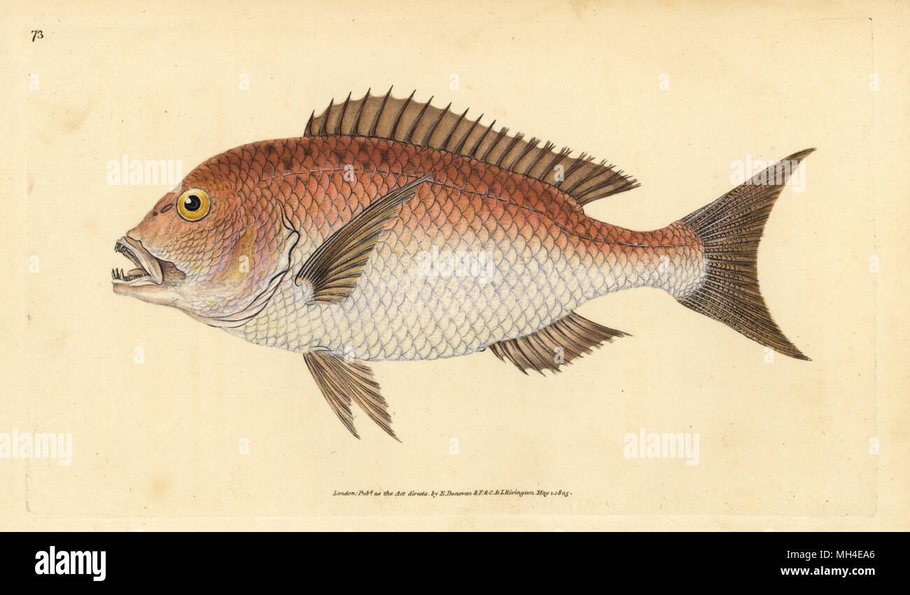 Common dentex, Dentex dentex. Vulnerable. (Four-toothed sparus, Sparus dentex). Handcoloured copperplate drawn and engraved by Edward Donovan from his Natural History of British Fishes, Donovan and F.C. and J. Rivington, London, 1802-1808. Stock Photo