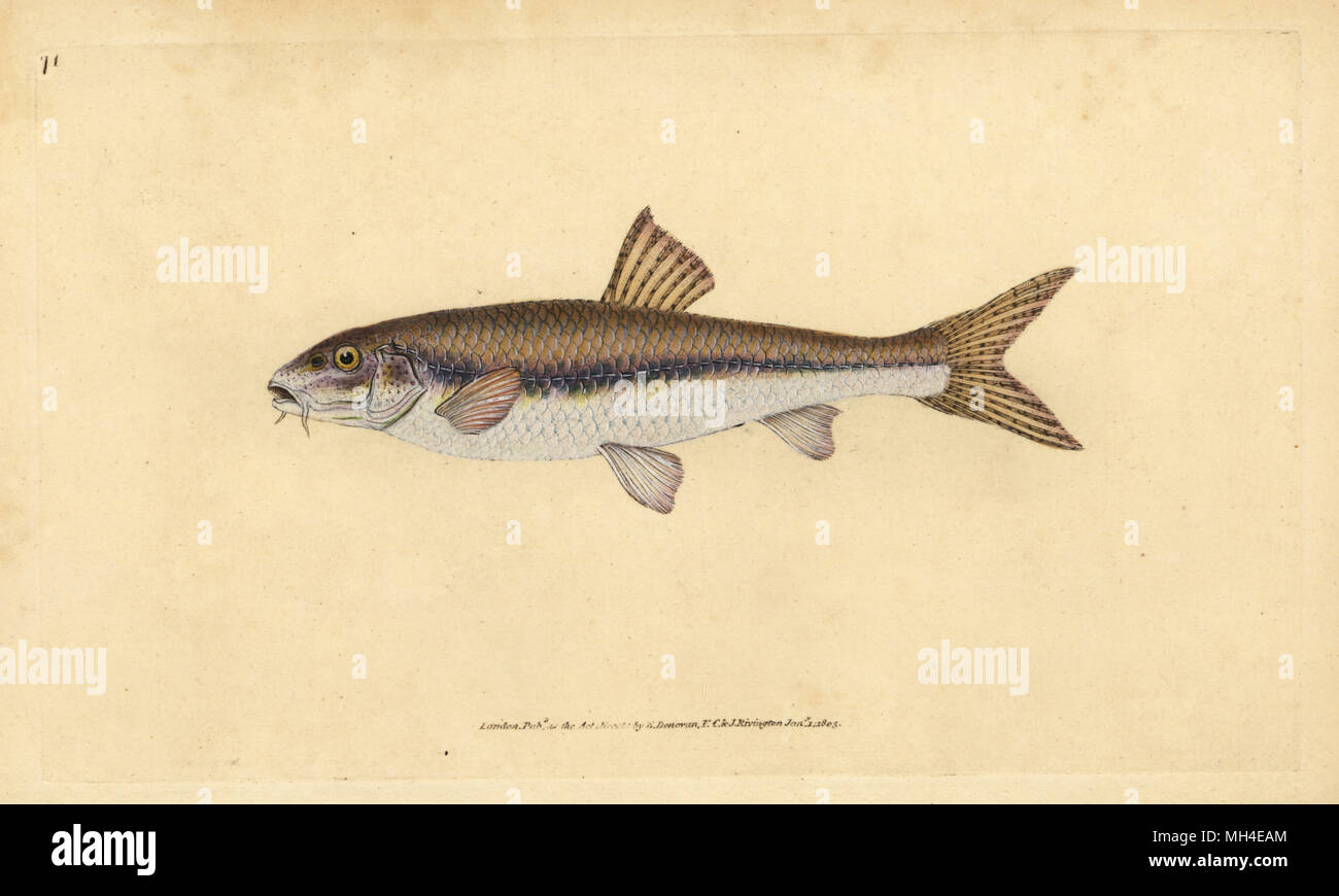 Gudgeon, Gobio gobio (Cyprinus gobio). Handcoloured copperplate drawn and engraved by Edward Donovan from his Natural History of British Fishes, Donovan and F.C. and J. Rivington, London, 1802-1808. Stock Photo