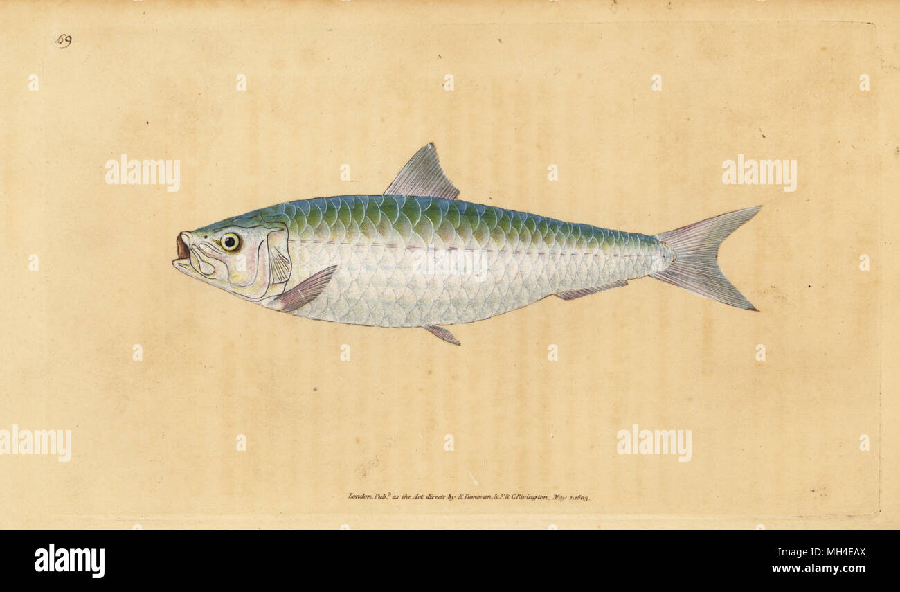 European pilchard, Sardina pilchardus (Pilchard, Clupea pilchardus). Handcoloured copperplate drawn and engraved by Edward Donovan from his Natural History of British Fishes, Donovan and F.C. and J. Rivington, London, 1802-1808. Stock Photo