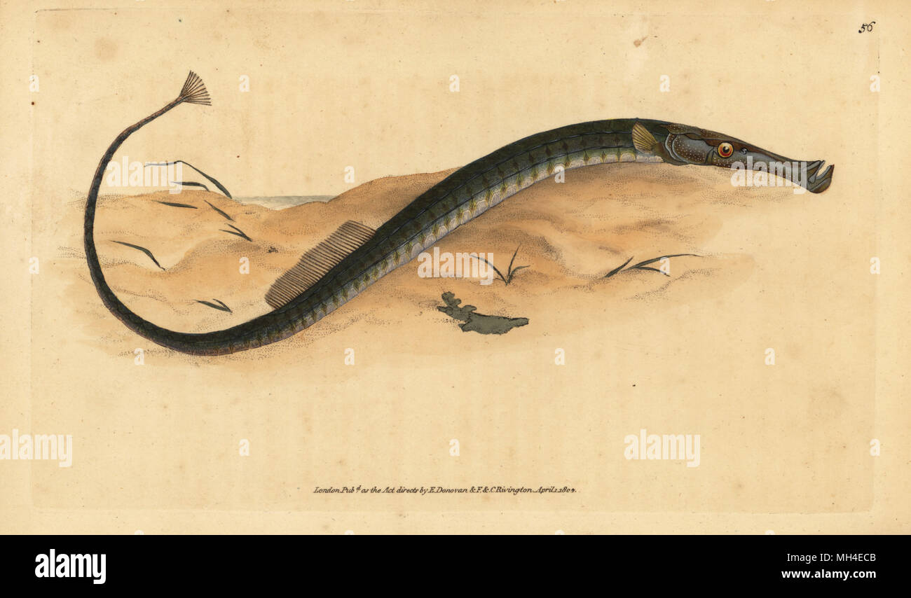 Broadnosed or Shorter pipefish, Syngnathus typhle. Handcoloured copperplate drawn and engraved by Edward Donovan from his Natural History of British Fishes, Donovan and F.C. and J. Rivington, London, 1802-1808. Stock Photo