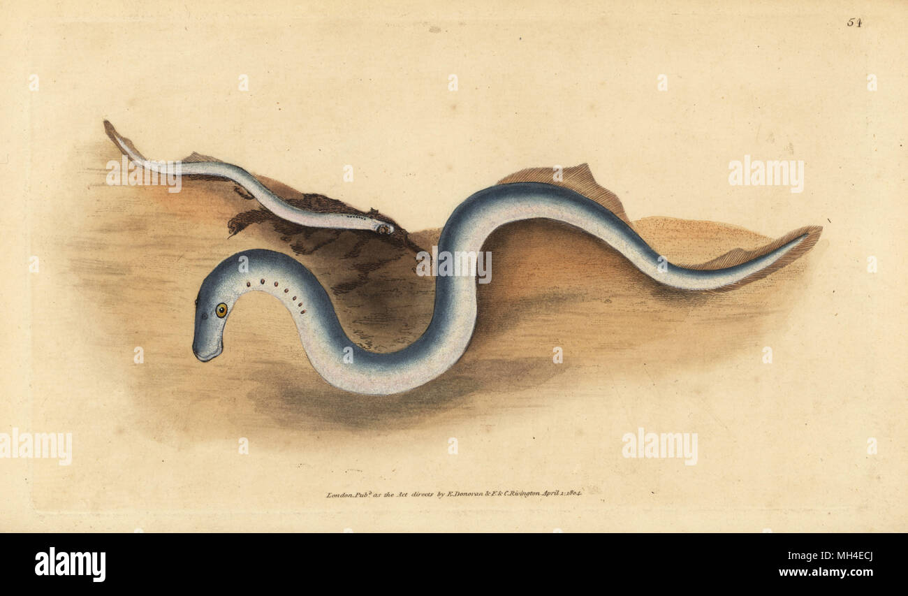 River lamprey, Lampetra fluviatilis (Lampern or lesser lamprey, Petromyzon fluviatilis). Handcoloured copperplate drawn and engraved by Edward Donovan from his Natural History of British Fishes, Donovan and F.C. and J. Rivington, London, 1802-1808. Stock Photo