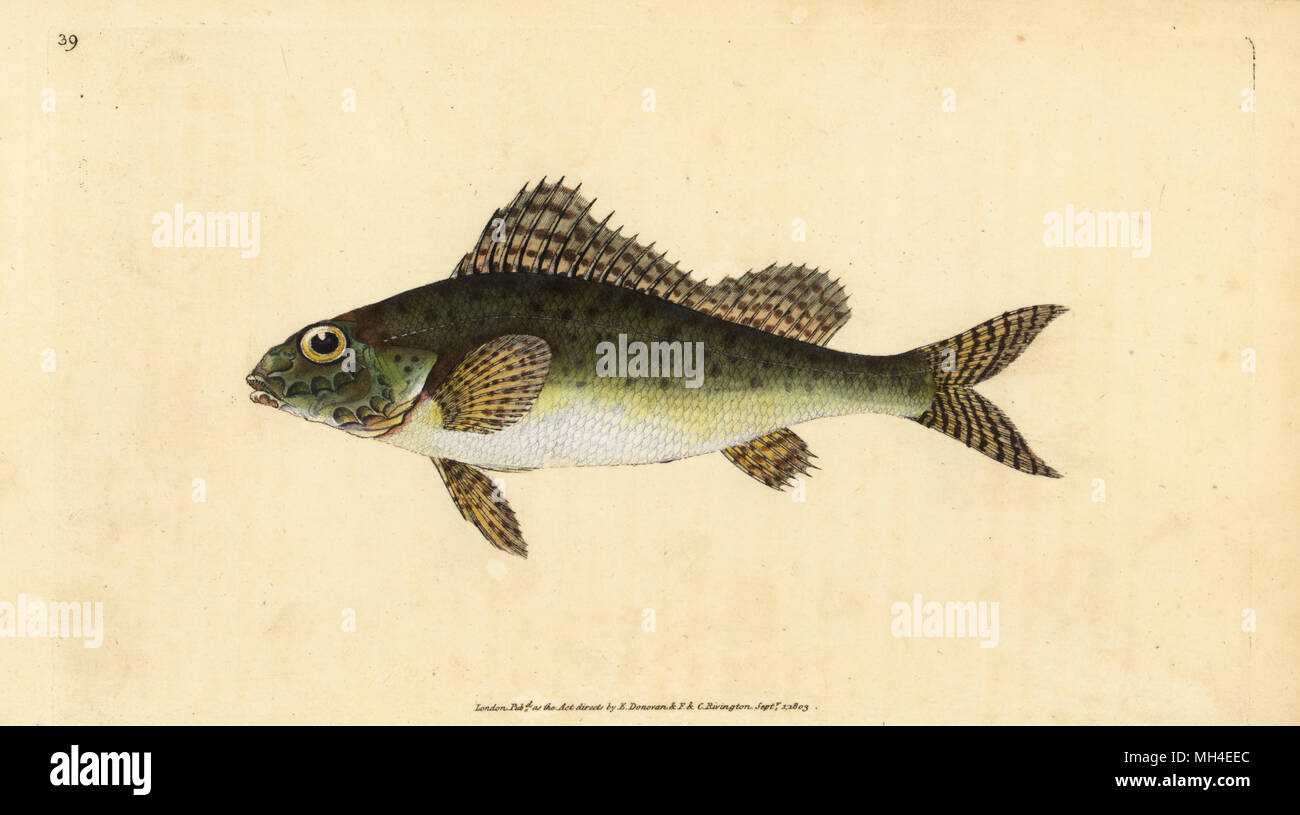 Ruffe, Gymnocephalus cernua (Perca cernua). Handcoloured copperplate drawn and engraved by Edward Donovan from his Natural History of British Fishes, Donovan and F.C. and J. Rivington, London, 1802-1808. Stock Photo