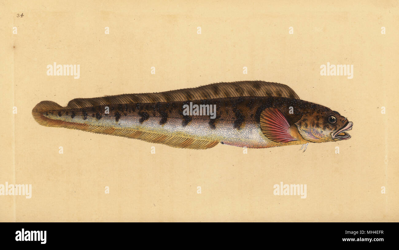 Viviparous eelpout, Zoarces viviparus (Viviparus blenny, Blennius viviparus). Handcoloured copperplate drawn and engraved by Edward Donovan from his Natural History of British Fishes, Donovan and F.C. and J. Rivington, London, 1802-1808. Stock Photo