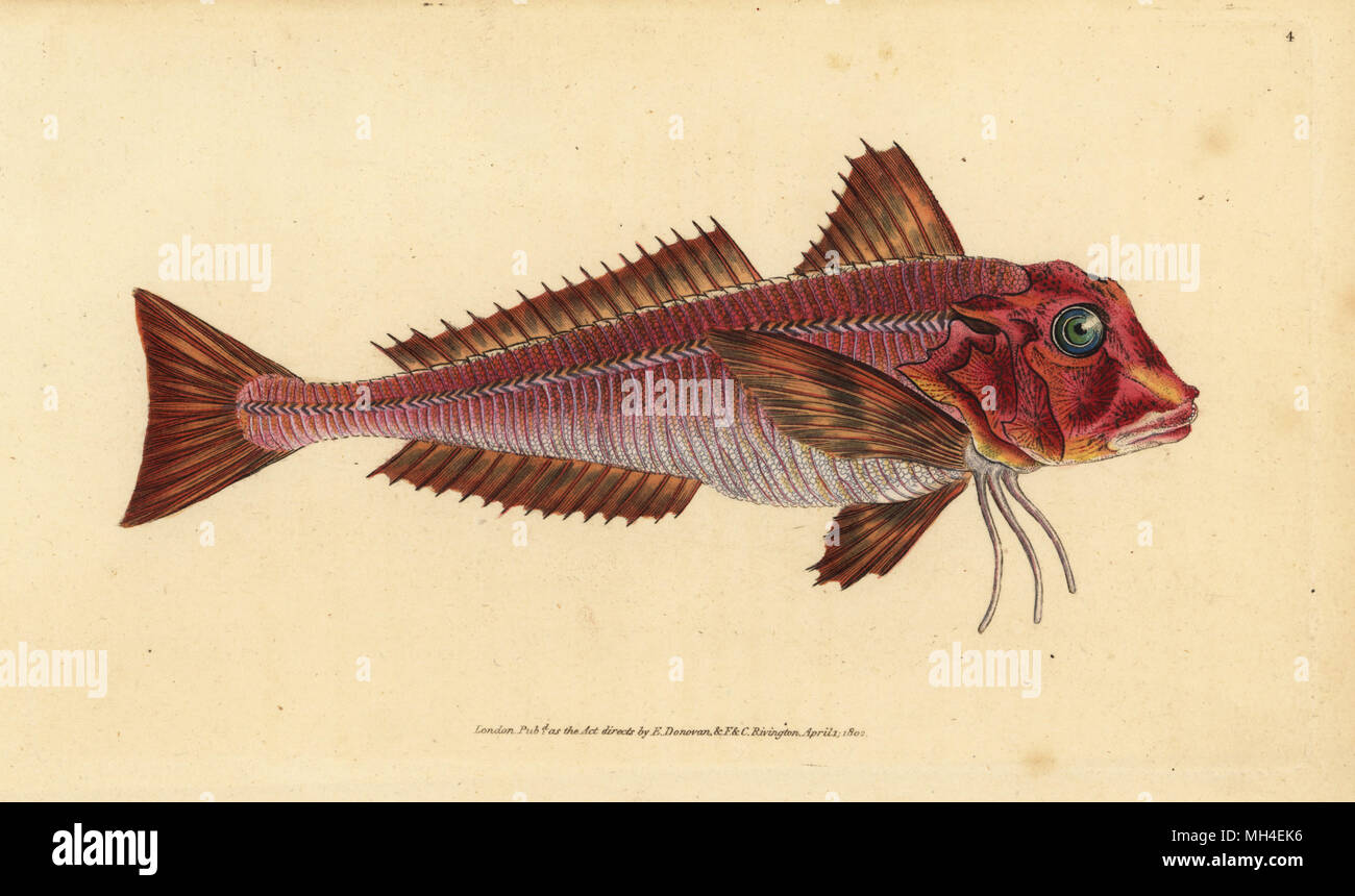 Streaked gurnard british hi-res stock photography and images - Alamy