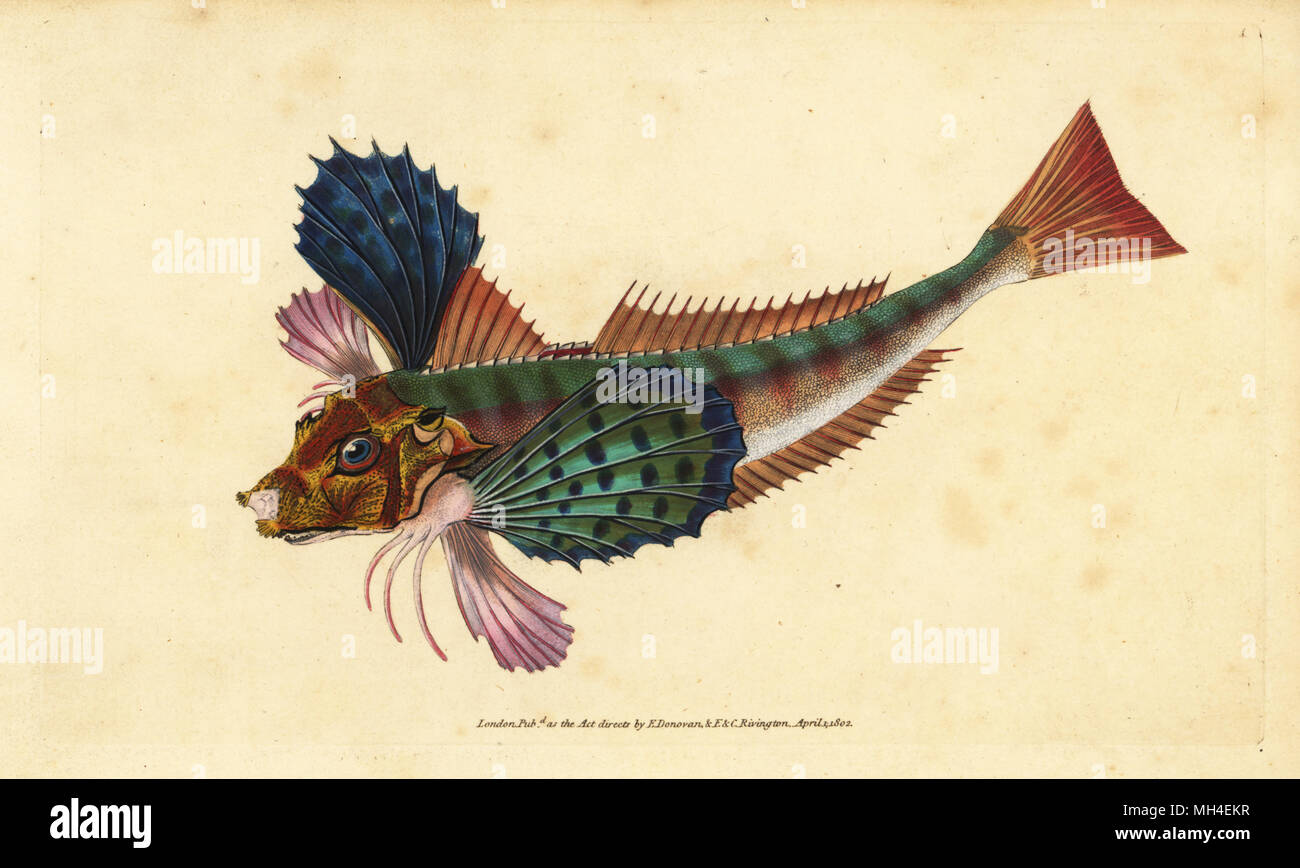 Tub gurnard, Chelidonichthys lucerna (Sappharine gurnard, Trigla hirundo). Handcoloured copperplate drawn and engraved by Edward Donovan from his Natural History of British Fishes, Donovan and F.C. and J. Rivington, London, 1802-1808. Stock Photo