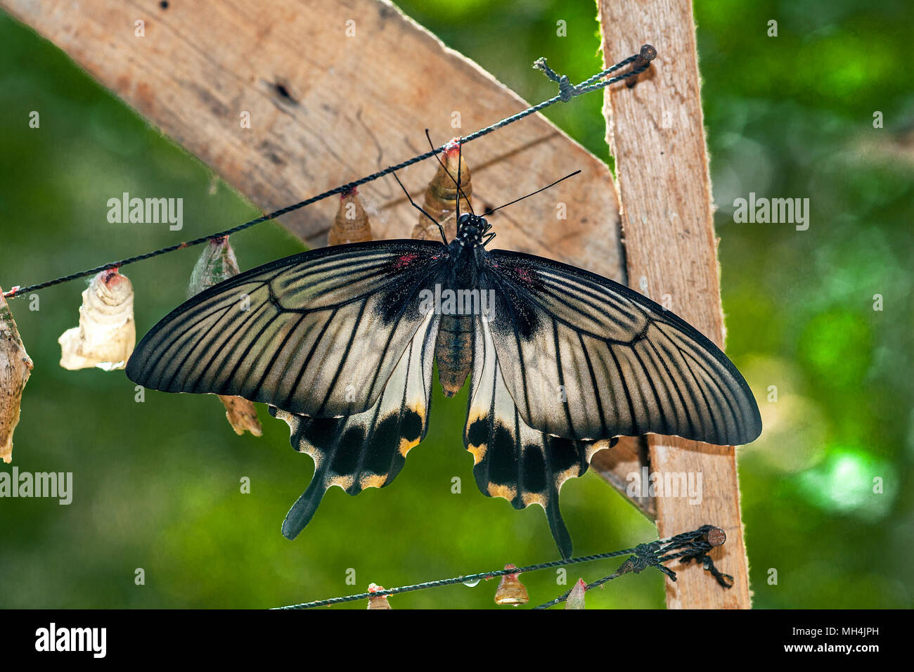 princesa butterfly