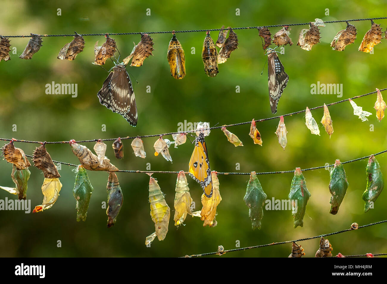 A variety of butterfly chrysalises, some with parasitic eggs attached, hang on strings like Chinese lanterns at the Butterfly Eco Garden and Tribal Vi Stock Photo