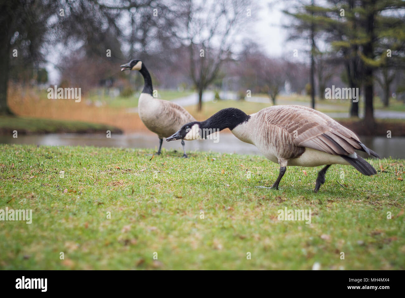 The brant hi-res stock photography and images - Page 6 - Alamy