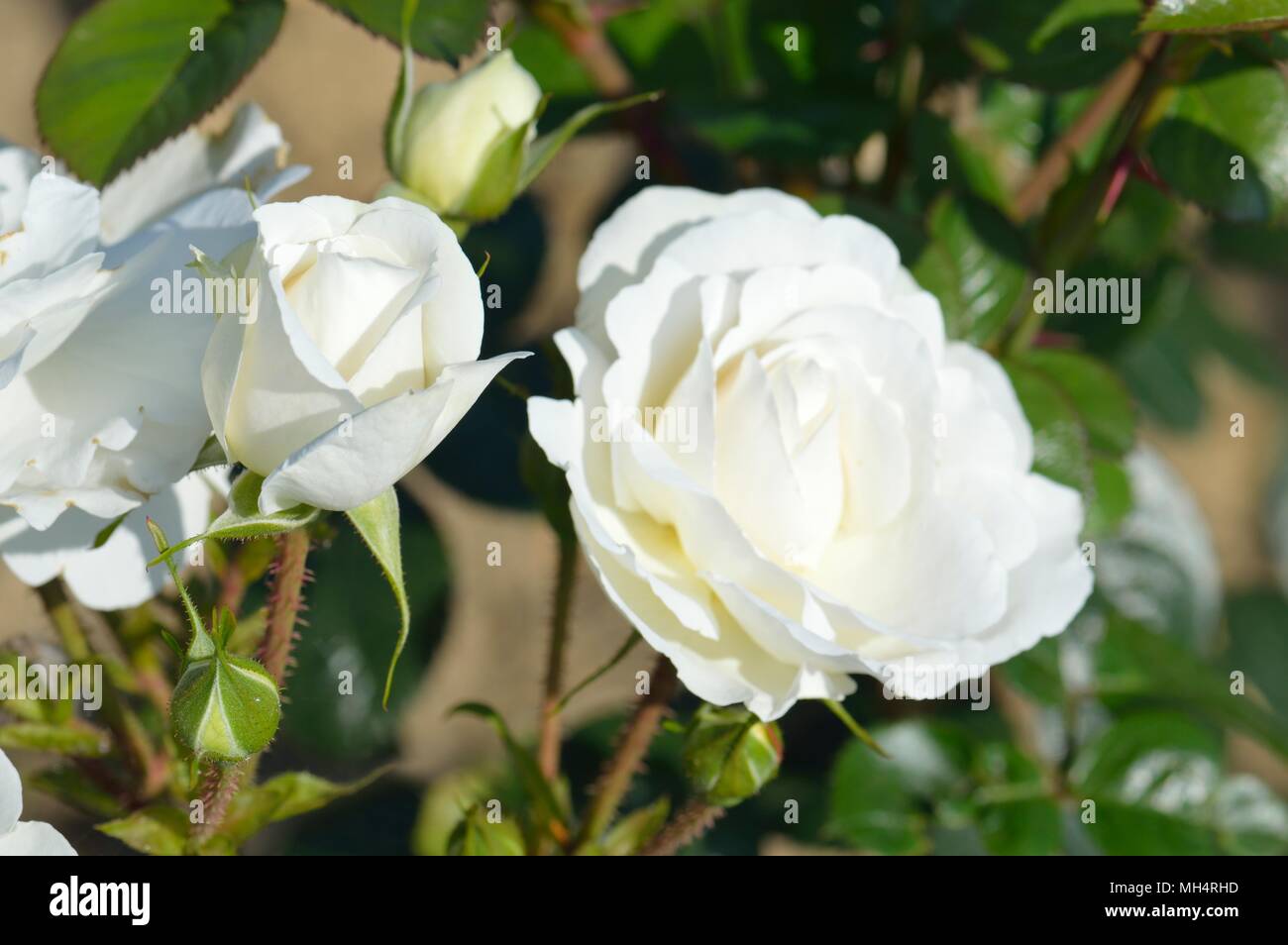 Rose White Cloud Stock Photo - Alamy