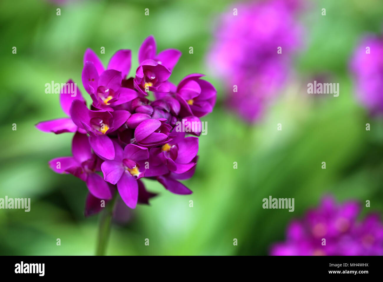 Purple Spathoglottis plicata orchid Stock Photo
