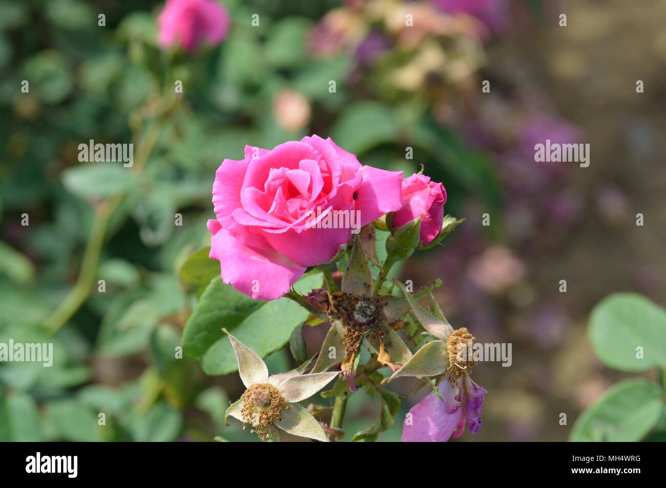 Rose Zephirine Drouhin Stock Photo