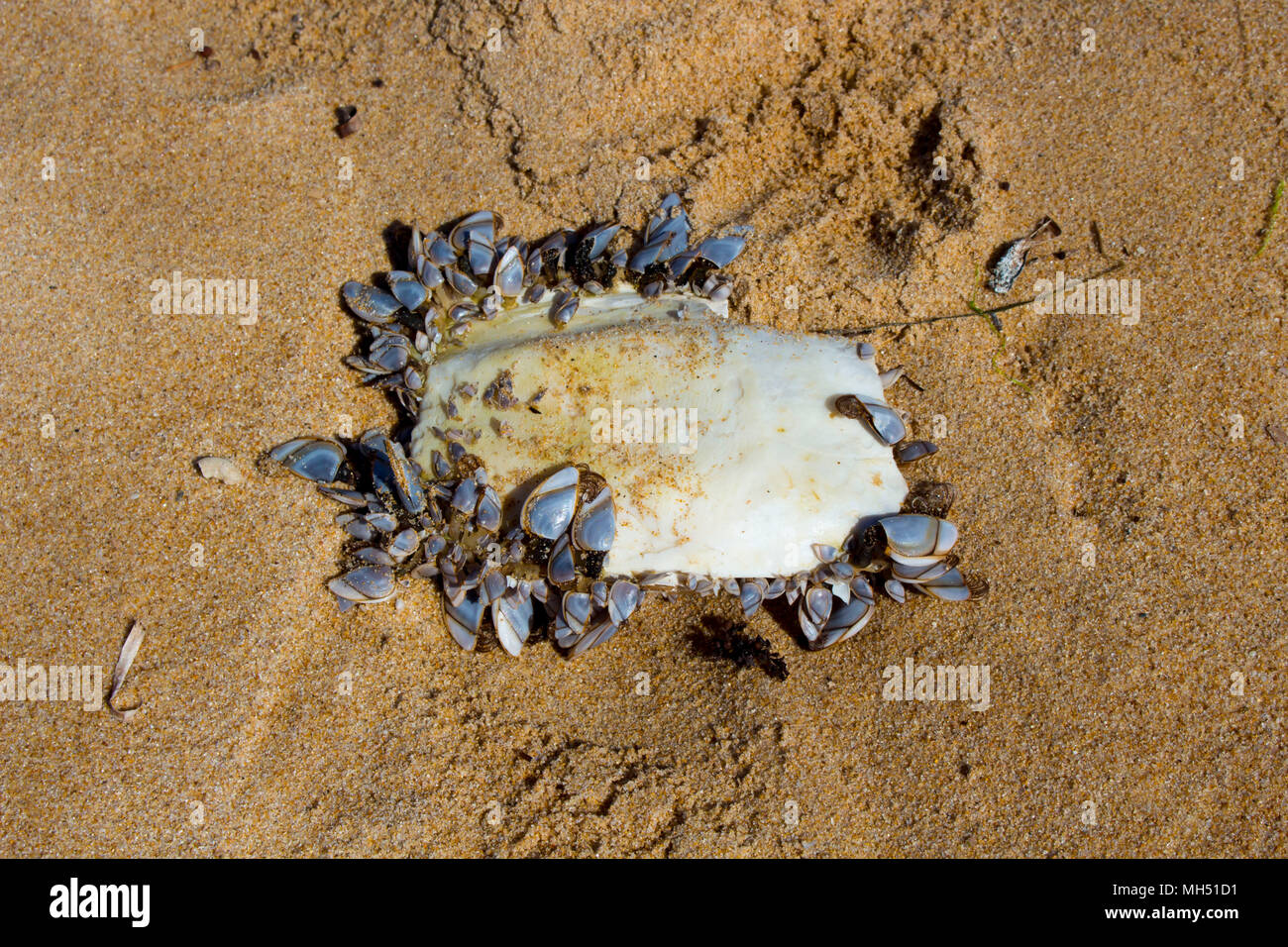 Cuttlefish or cuttles marine animals of the order Sepiida of the class Cephalopoda,  squid, octopuses, and nautiluses with clams lying on Ocean Beach. Stock Photo