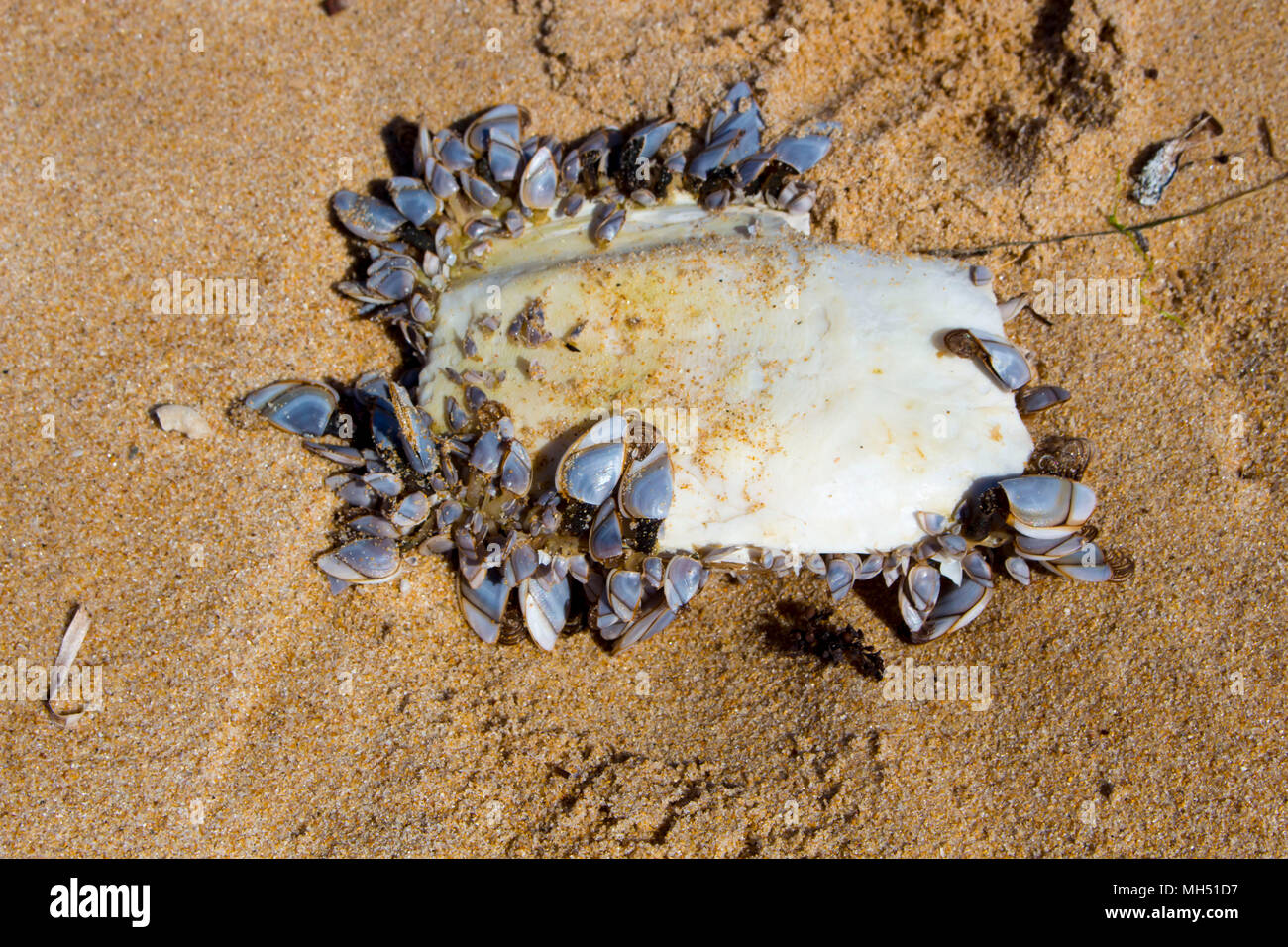 Cuttlefish or cuttles marine animals of the order Sepiida of the class Cephalopoda,  squid, octopuses, and nautiluses with clams lying on Ocean Beach. Stock Photo