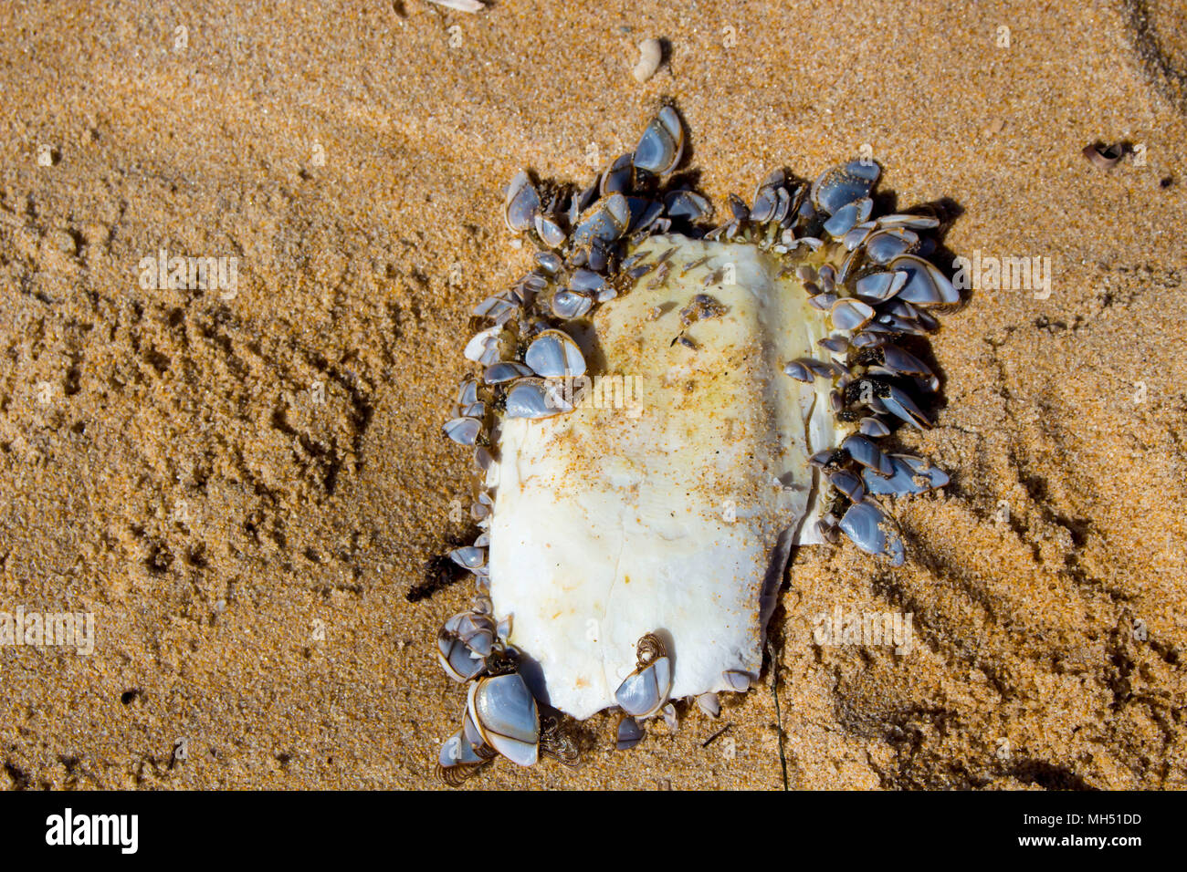 Cuttlefish or cuttles marine animals of the order Sepiida of the class Cephalopoda,  squid, octopuses, and nautiluses with clams lying on Ocean Beach. Stock Photo