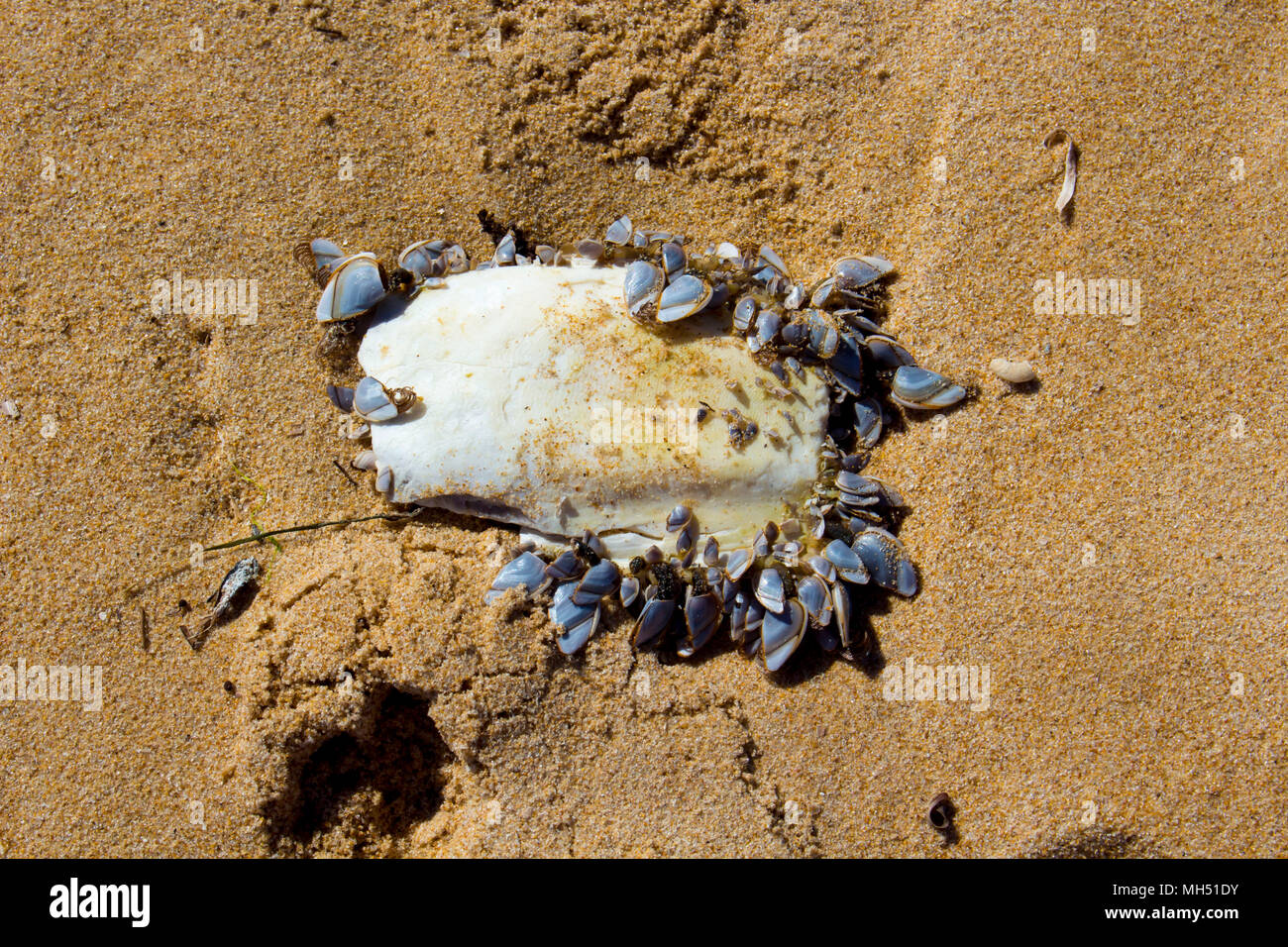 Class cephalopoda hires stock photography and images Alamy