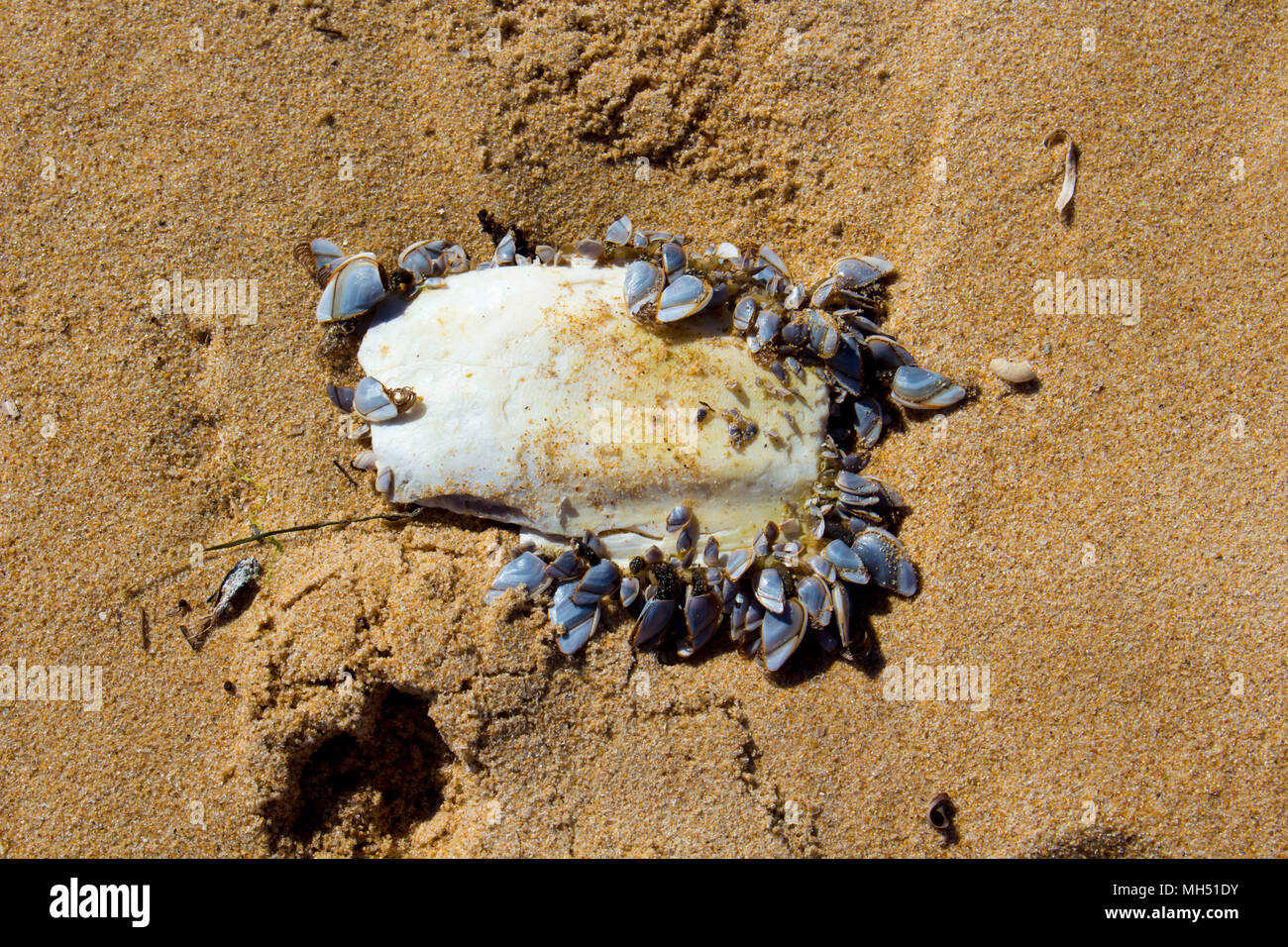 Cuttlefish or cuttles marine animals of the order Sepiida of the class Cephalopoda,  squid, octopuses, and nautiluses with clams lying on Ocean Beach. Stock Photo