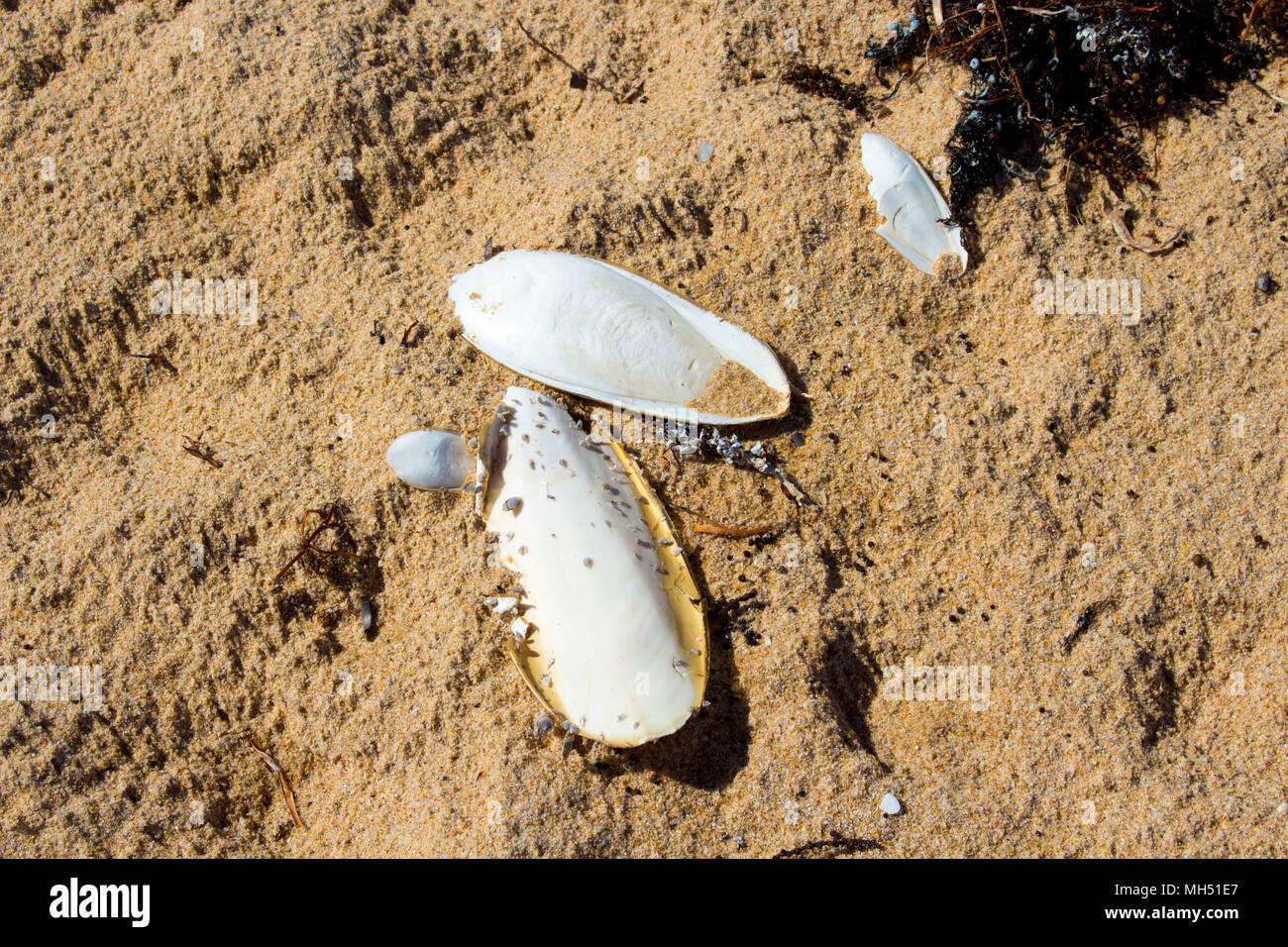 Cuttlefish or cuttles marine animals of the order Sepiida of the class Cephalopoda,  squid, octopuses, and nautiluses with clams lying on Ocean Beach. Stock Photo