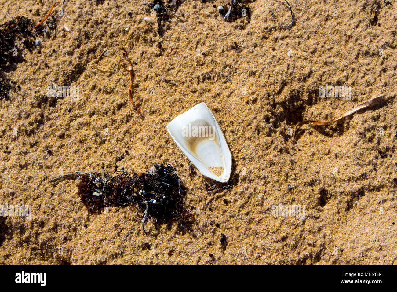 Cuttlefish or cuttles marine animals of the order Sepiida of the class Cephalopoda,  squid, octopuses, and nautiluses with clams lying on Ocean Beach. Stock Photo