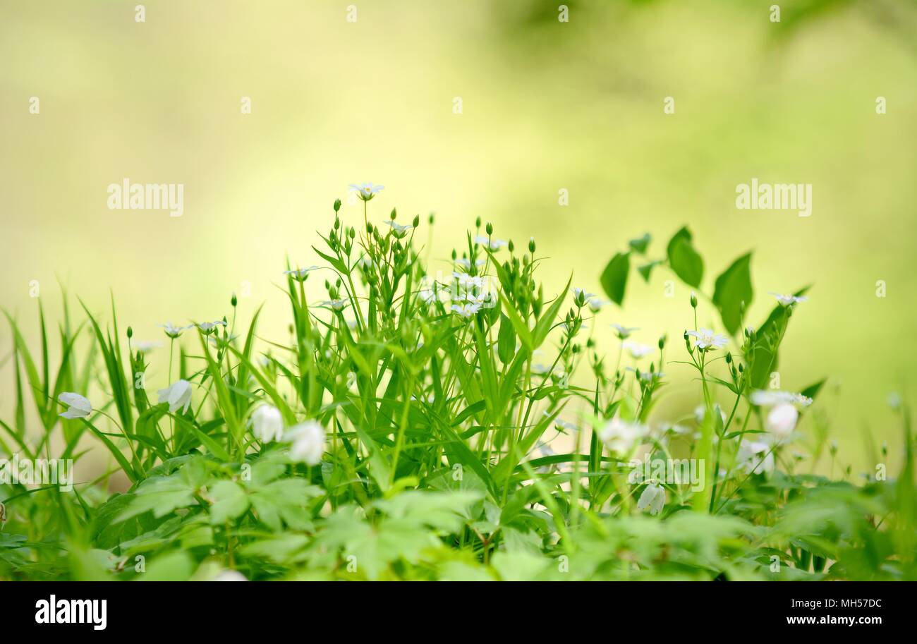 Silhouette of a fresh growing green grass against a blurred green background. Focused on foreground. Stock Photo