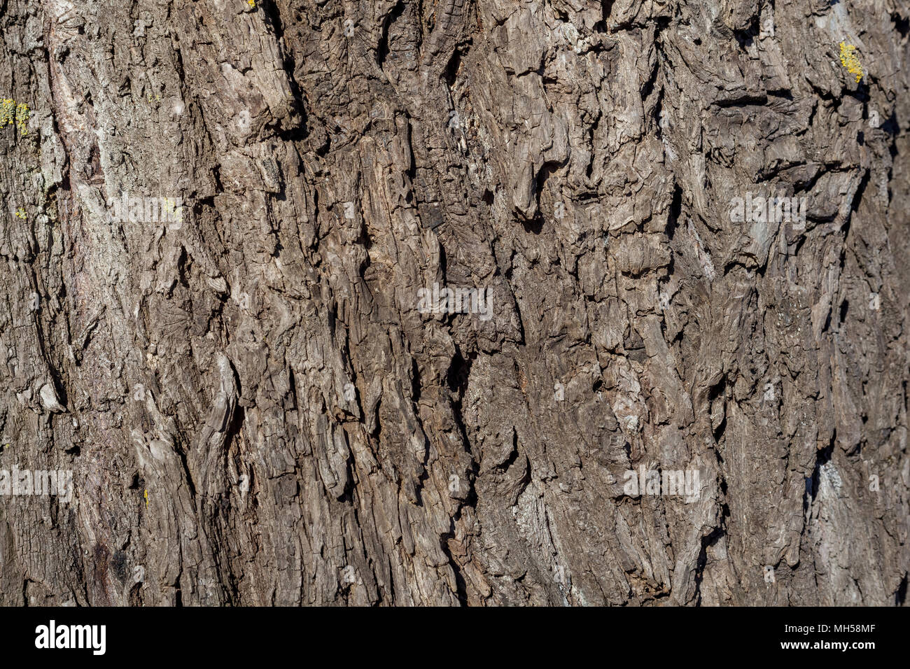 Wrinkled old willow tree bark, willow bark texture Stock Photo Alamy