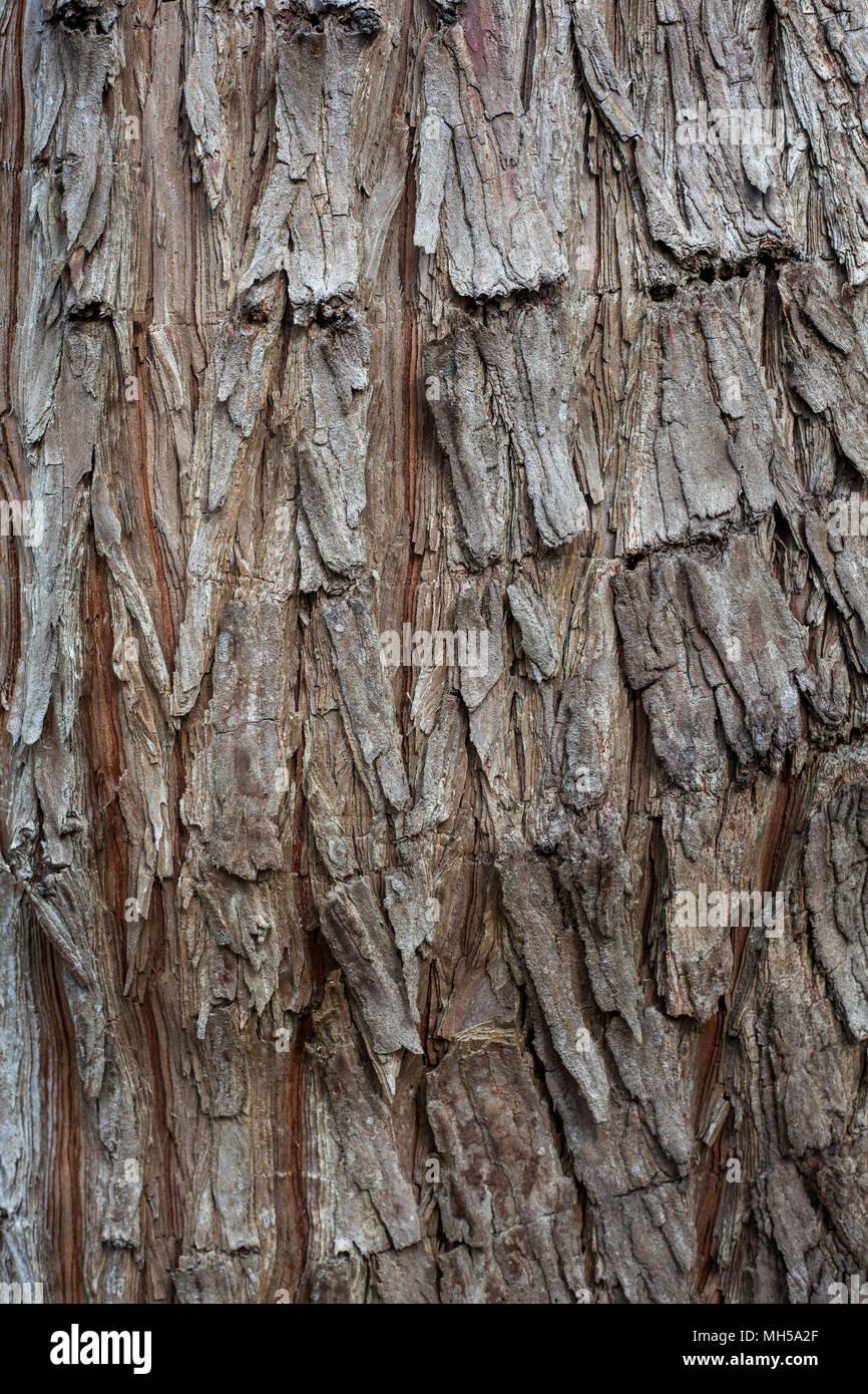 Old Wood Tree Texture Background Pattern Stock Photo - Alamy