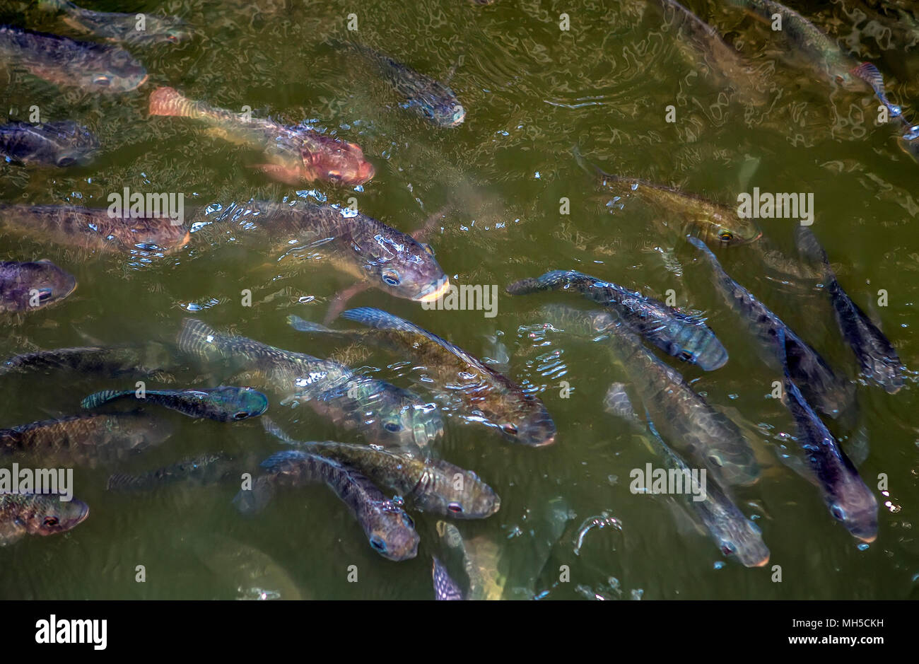 A school of hungry Tilapia swim in an aquaculture pool at an aquaculture farm in Narra, Palawan Island in the Philippines. Stock Photo