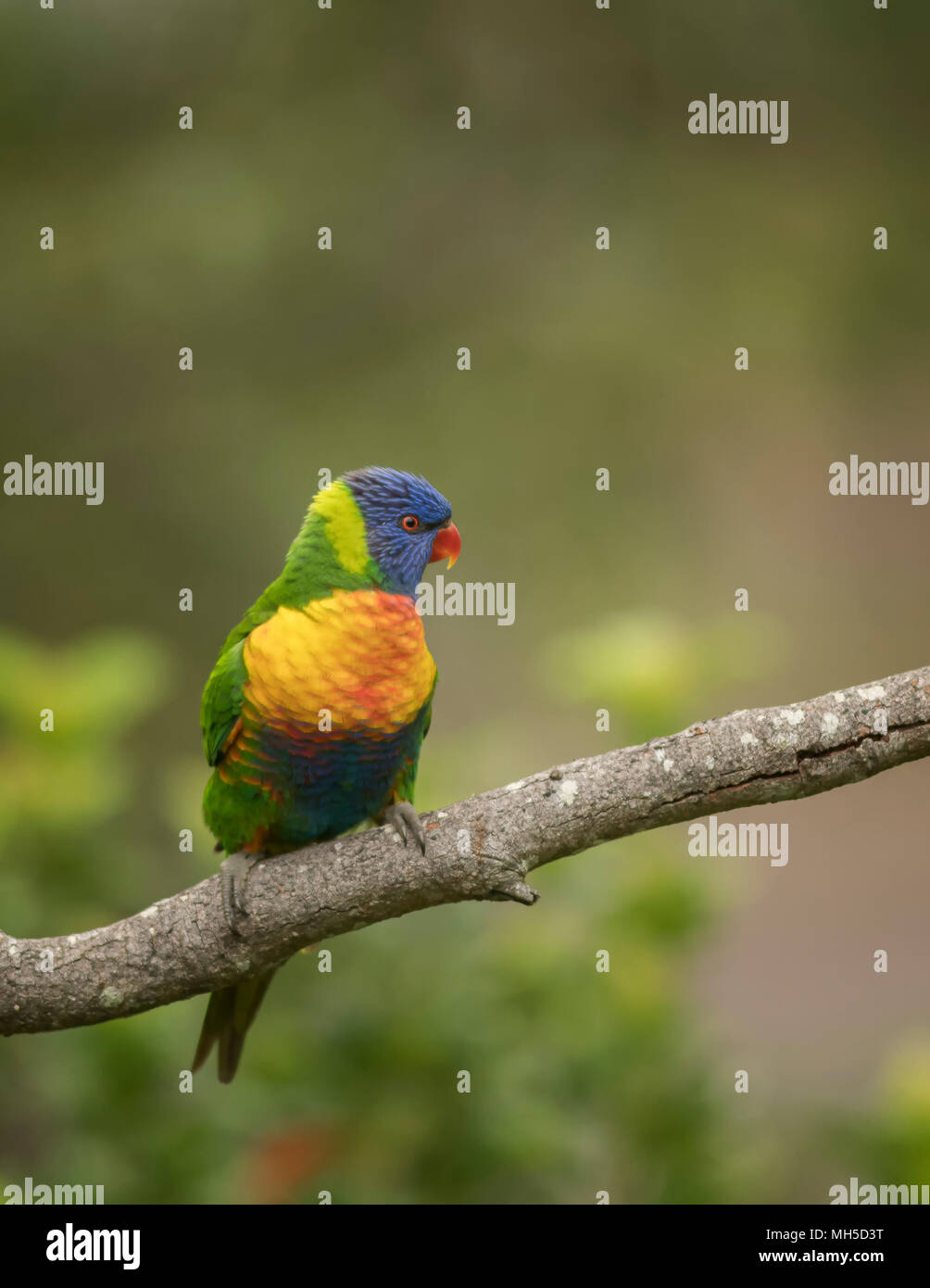 Rainbow Lorikeet on an isolated background, with a blurred nature background. Stock Photo