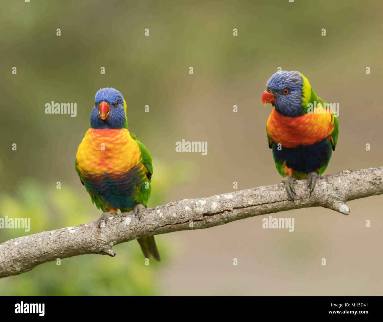 A pair of Rainbow Lorikeets on a branch, colorful birds found across Australia. Stock Photo