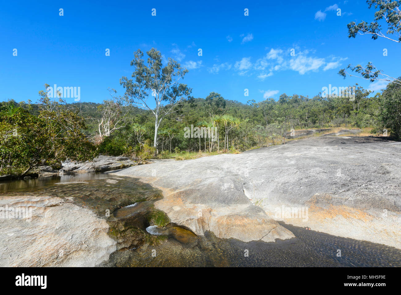 Open eucalyptus forest at Davies Creek Falls, Davies Creek National Park near Mareeba, Far North Queensland, FNQ, QLD, Australia Stock Photo