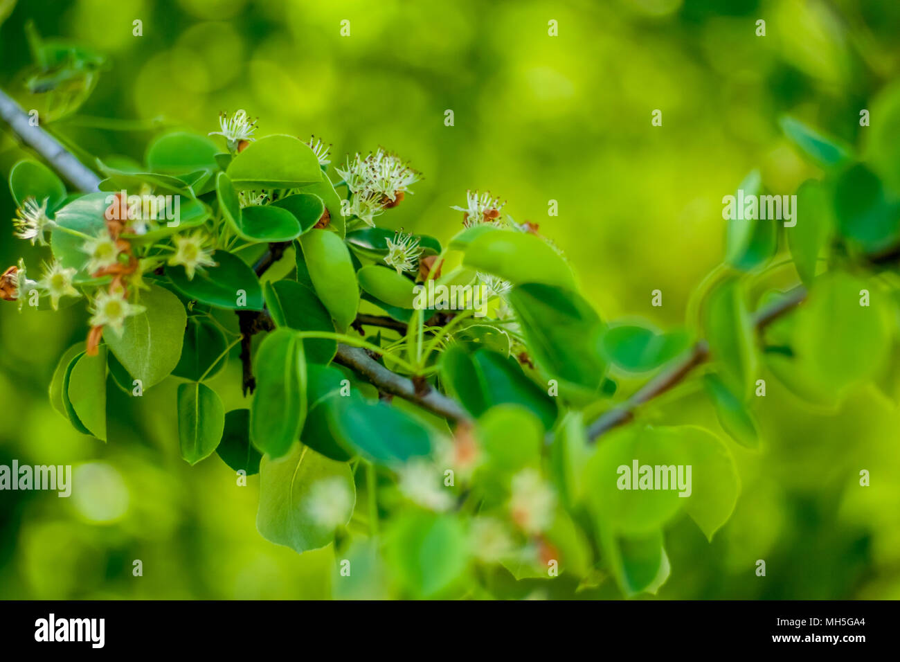 Verdurous Green Leaves, branch, tree, grass, light mint pattern apple apricot Stock Photo
