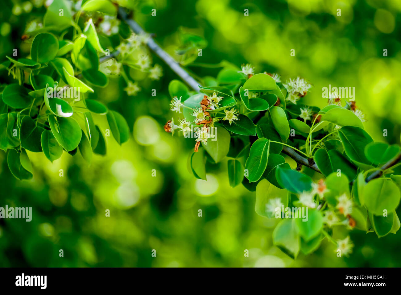 Verdurous Green Leaves, branch, tree, grass, light mint pattern apple apricot Stock Photo